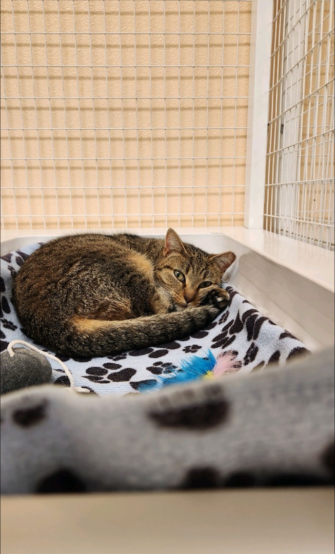 Enlarge Mabel, an adoptable Domestic Short Hair in San Luis Obispo, CA image 4/6