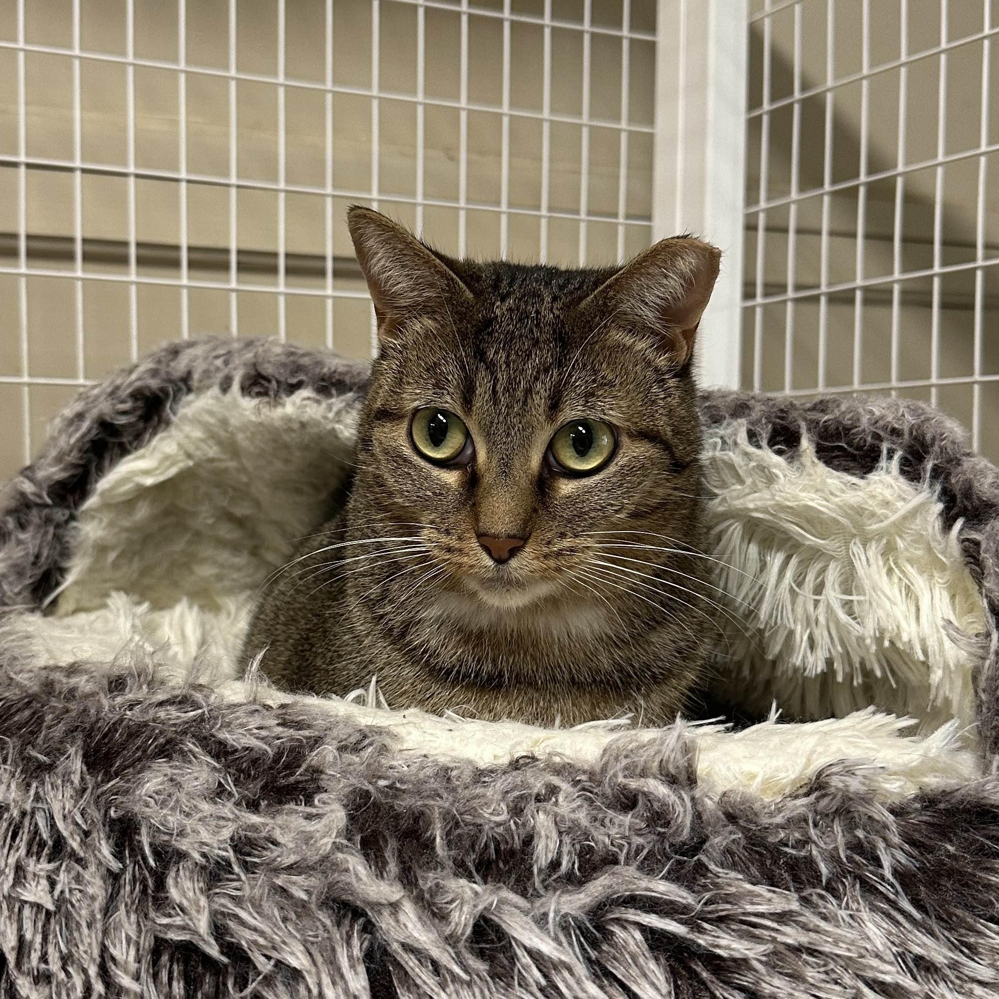 Enlarge Mabel, an adoptable Domestic Short Hair in San Luis Obispo, CA image 2/6