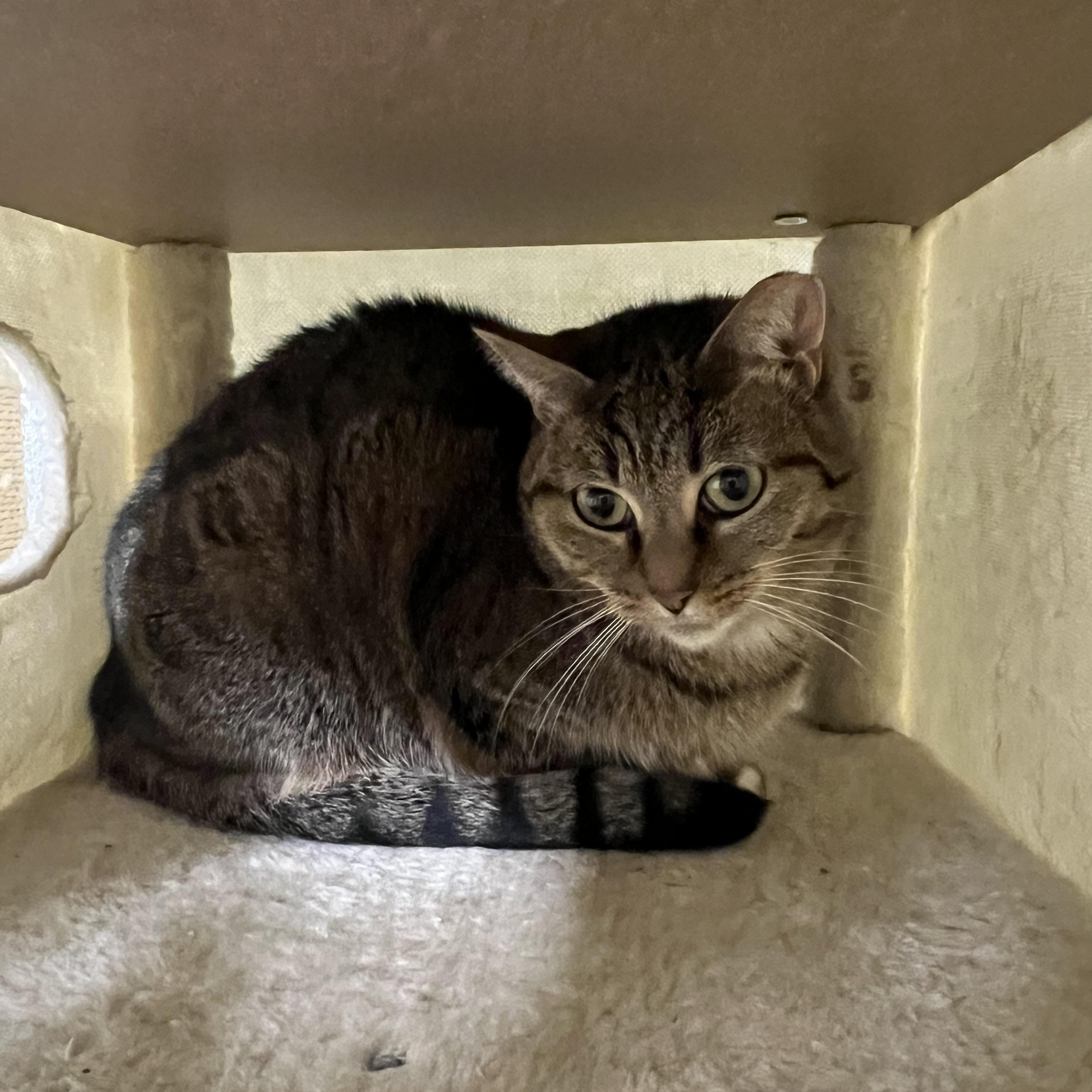 Enlarge Mabel, an adoptable Domestic Short Hair in San Luis Obispo, CA image 3/6