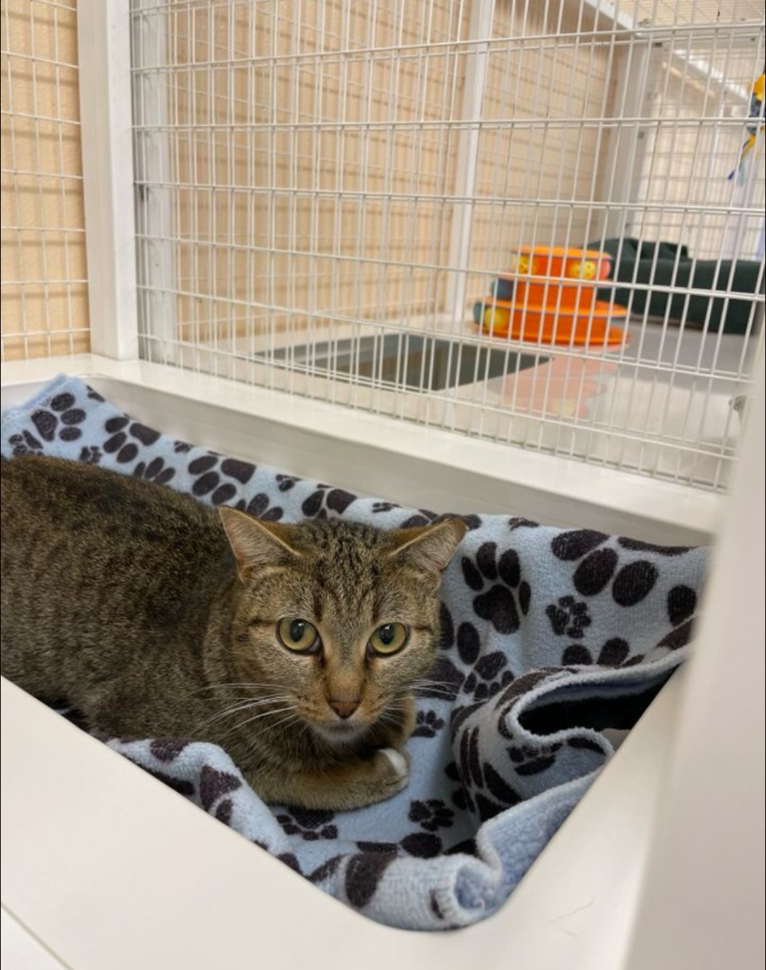 Enlarge Mabel, an adoptable Domestic Short Hair in San Luis Obispo, CA image 6/6