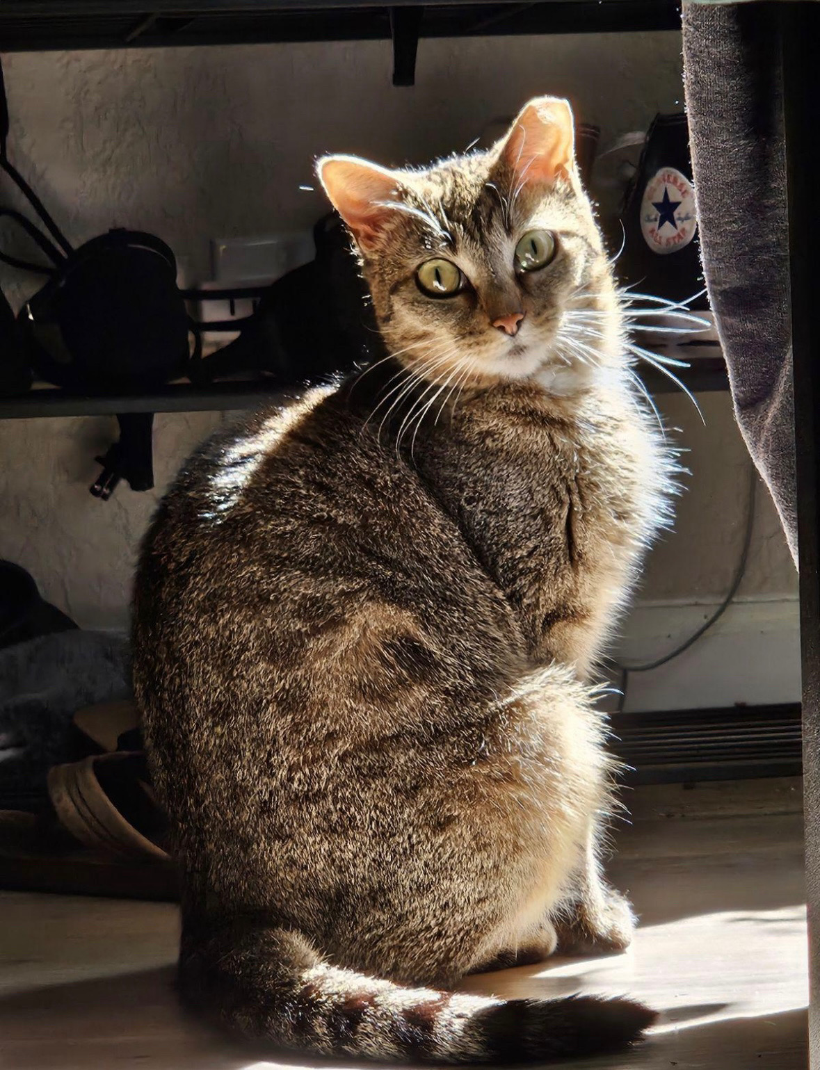 Enlarge Mabel, an adoptable Domestic Short Hair in San Luis Obispo, CA image 5/6