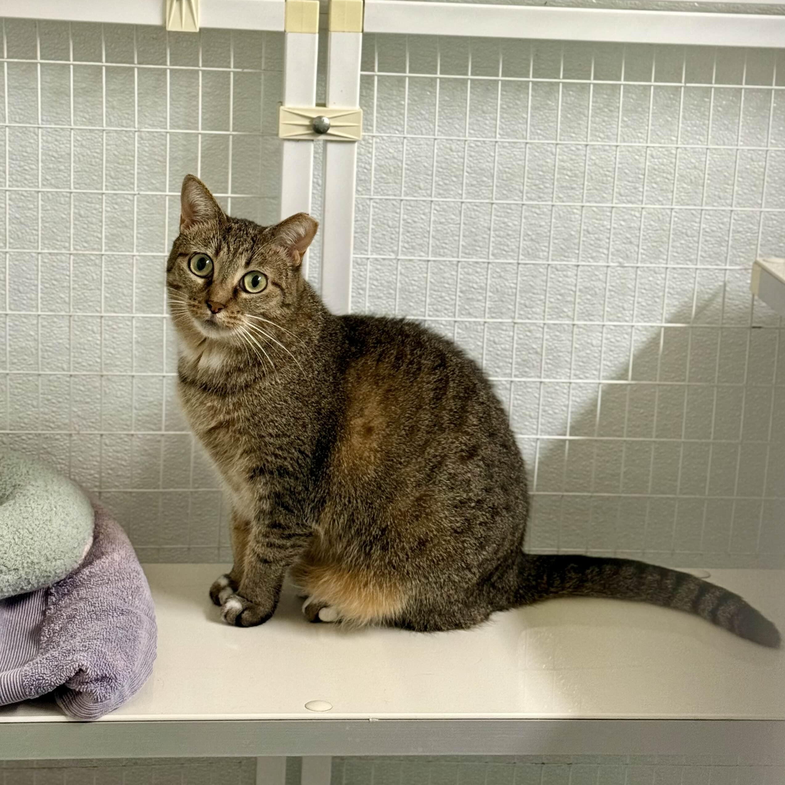 Enlarge Mabel, an adoptable Domestic Short Hair in San Luis Obispo, CA image 1/6