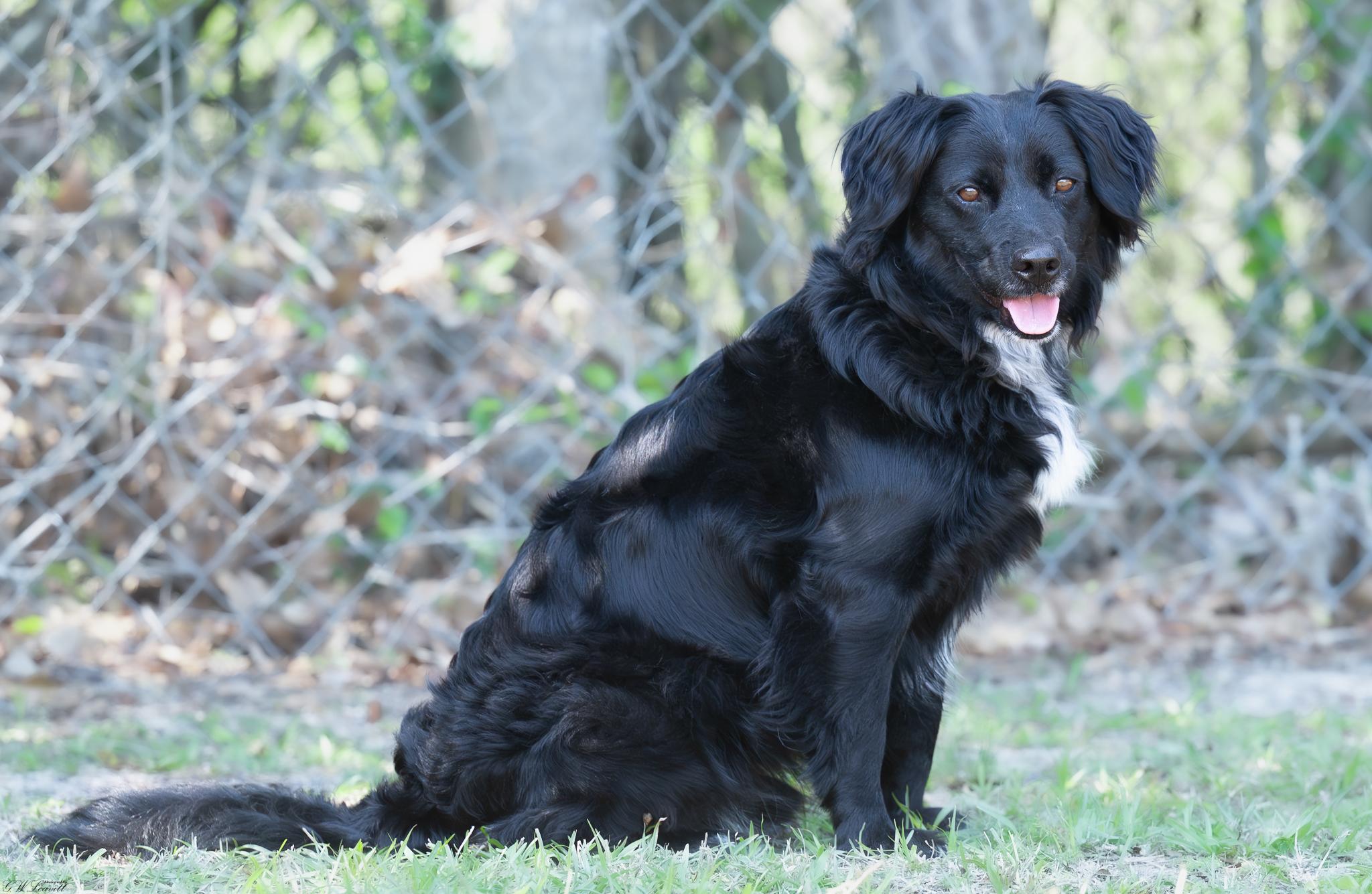 Enlarge Leo (Available in Florida), a Adoptable mixed breed in BONIFAY, FL image 6/6