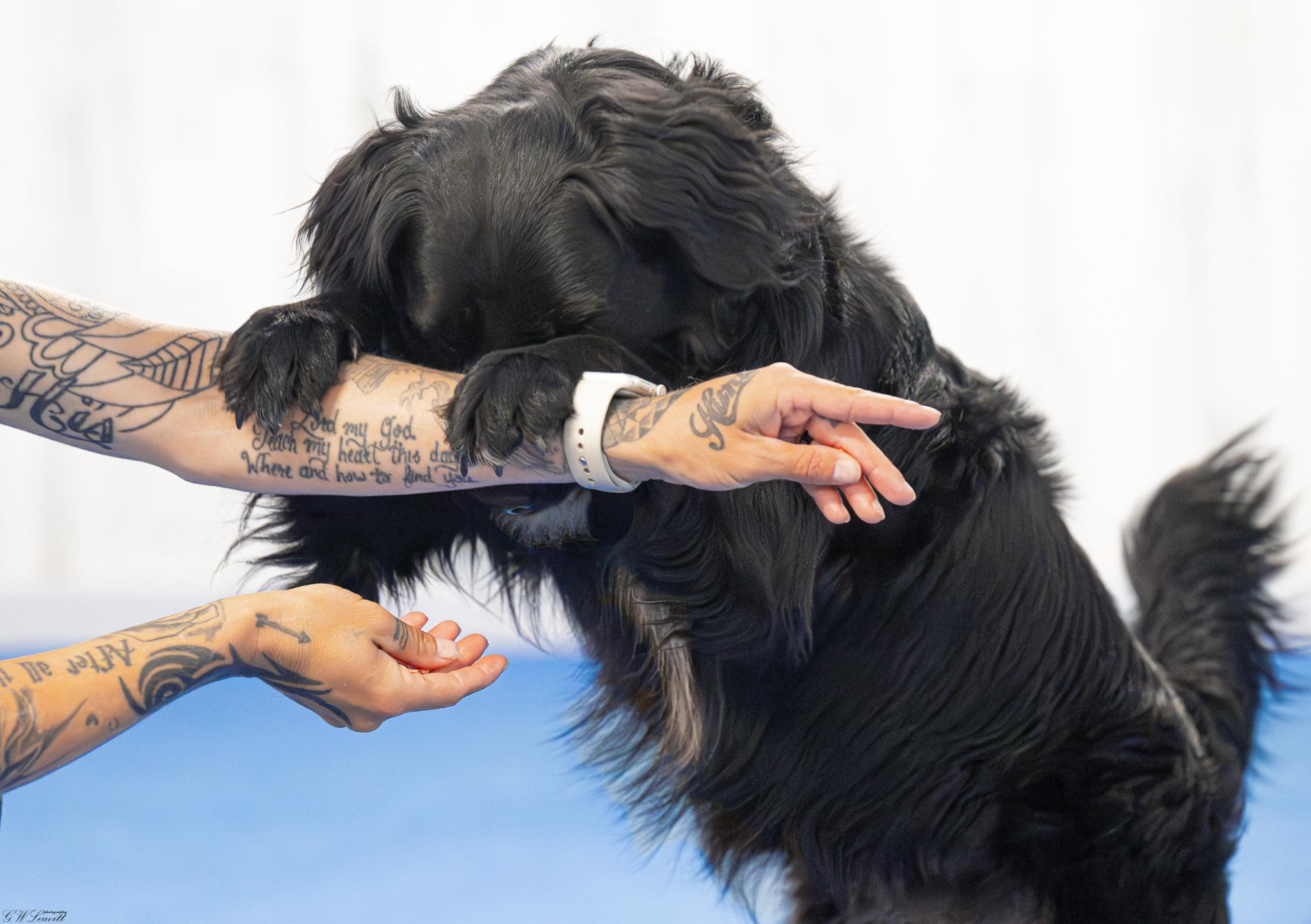 Enlarge Leo (Available in Florida), a Adoptable mixed breed in BONIFAY, FL image 5/6