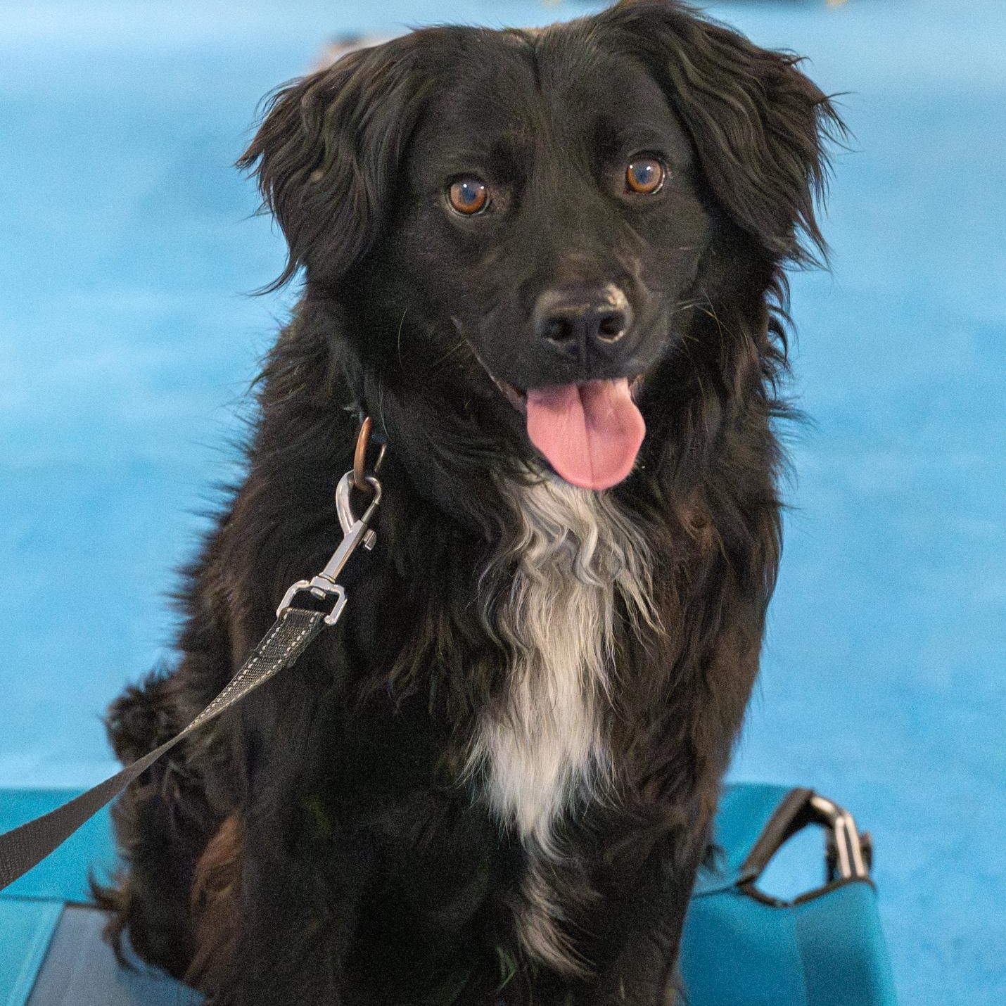 Leo (Available in Florida) 1