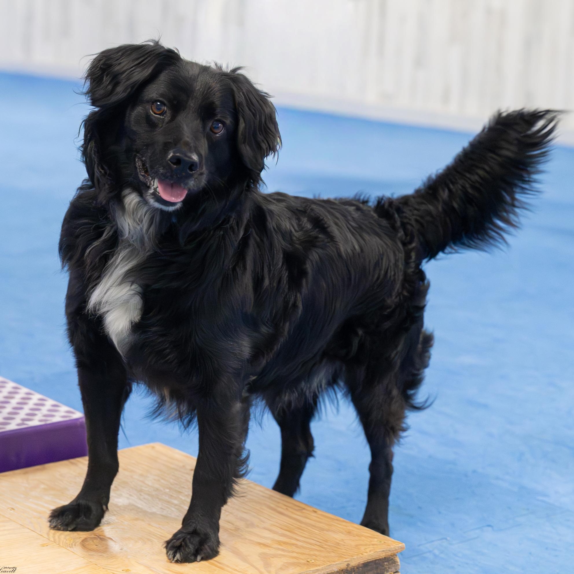 Enlarge Leo (Available in Florida), a Adoptable mixed breed in BONIFAY, FL image 1/6