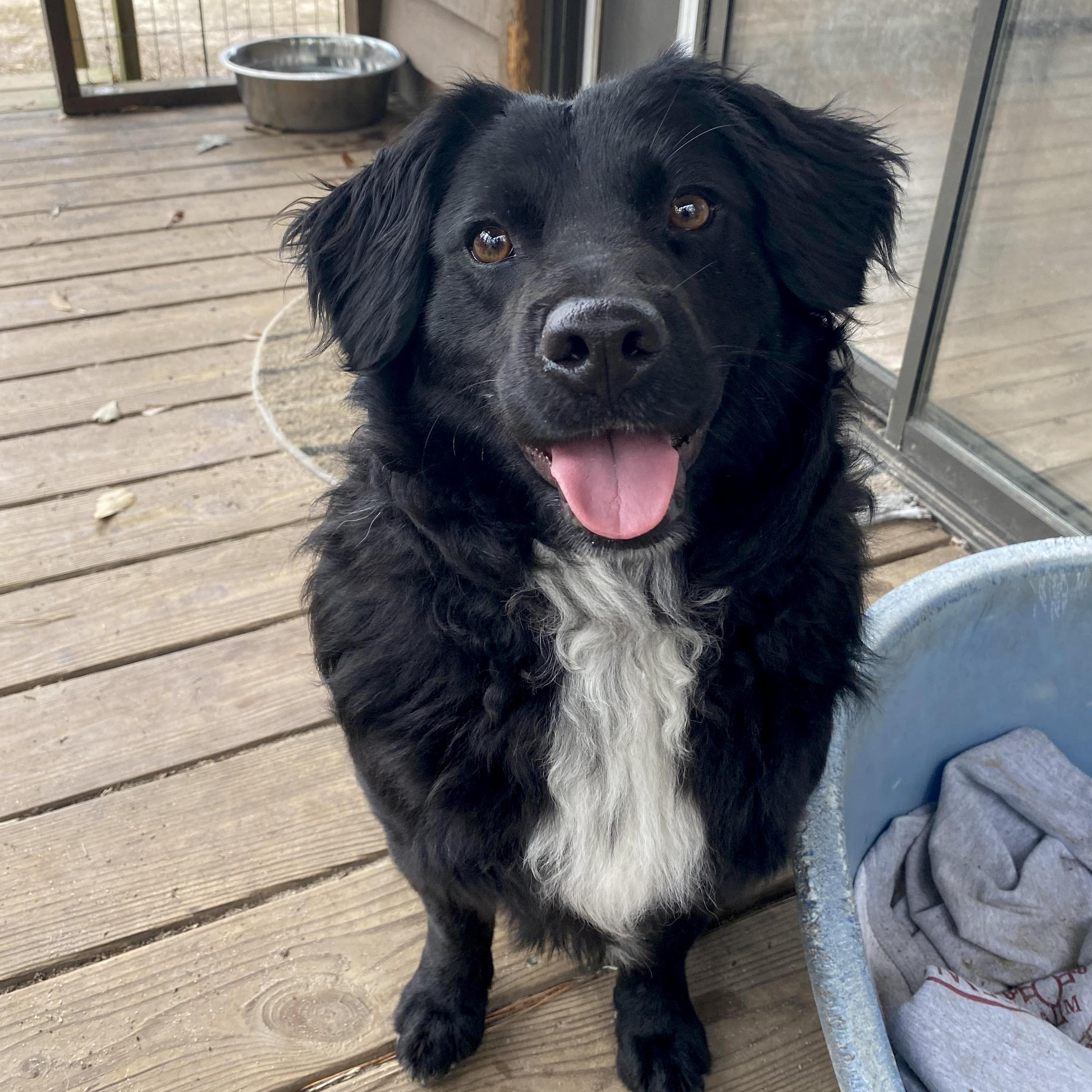 Leo (Available in Florida), a Adoptable mixed breed image 4/6