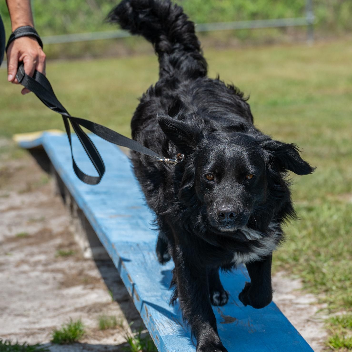 Leo (Available in Florida) 2