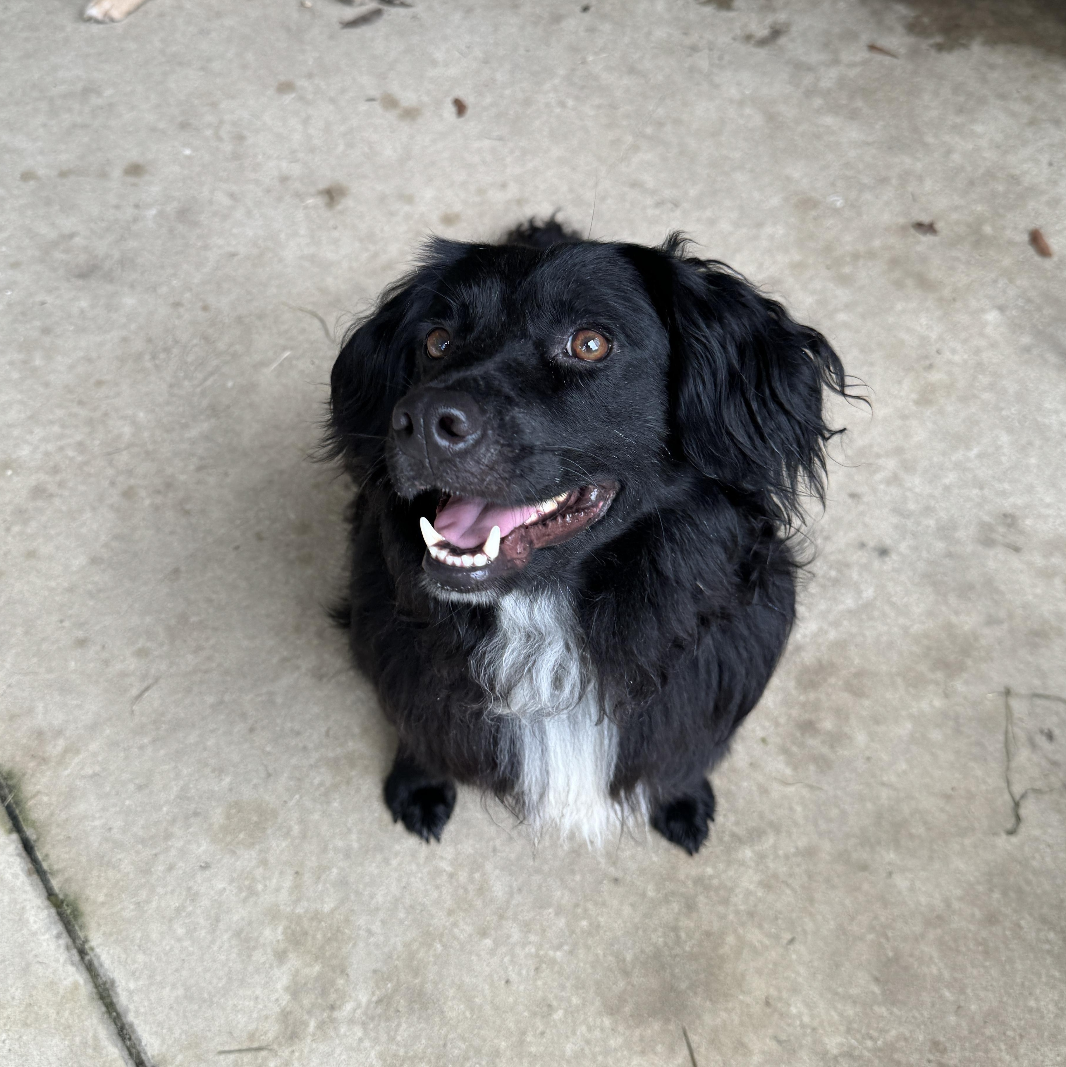 Leo (Available in Florida) 6