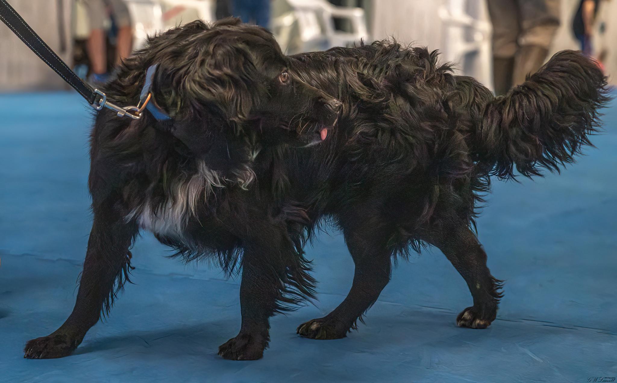 Leo (Available in Florida) 3