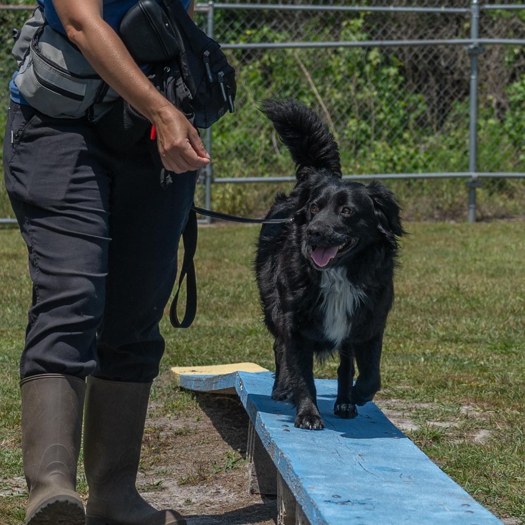 Leo (Available in Florida), a Adoptable mixed breed image 5/6
