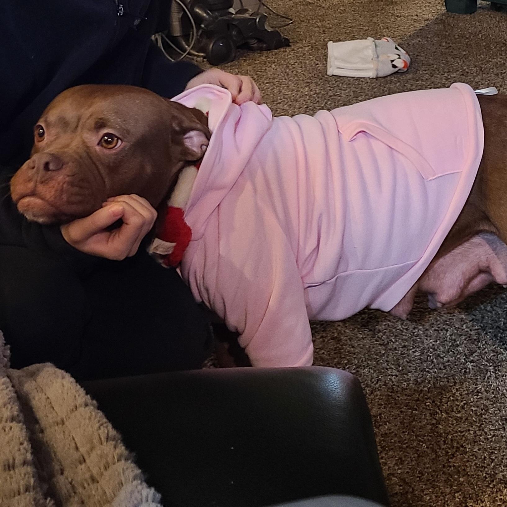 Enlarge Millie, a Adoptable mixed breed in Westchester, IL image 2/2