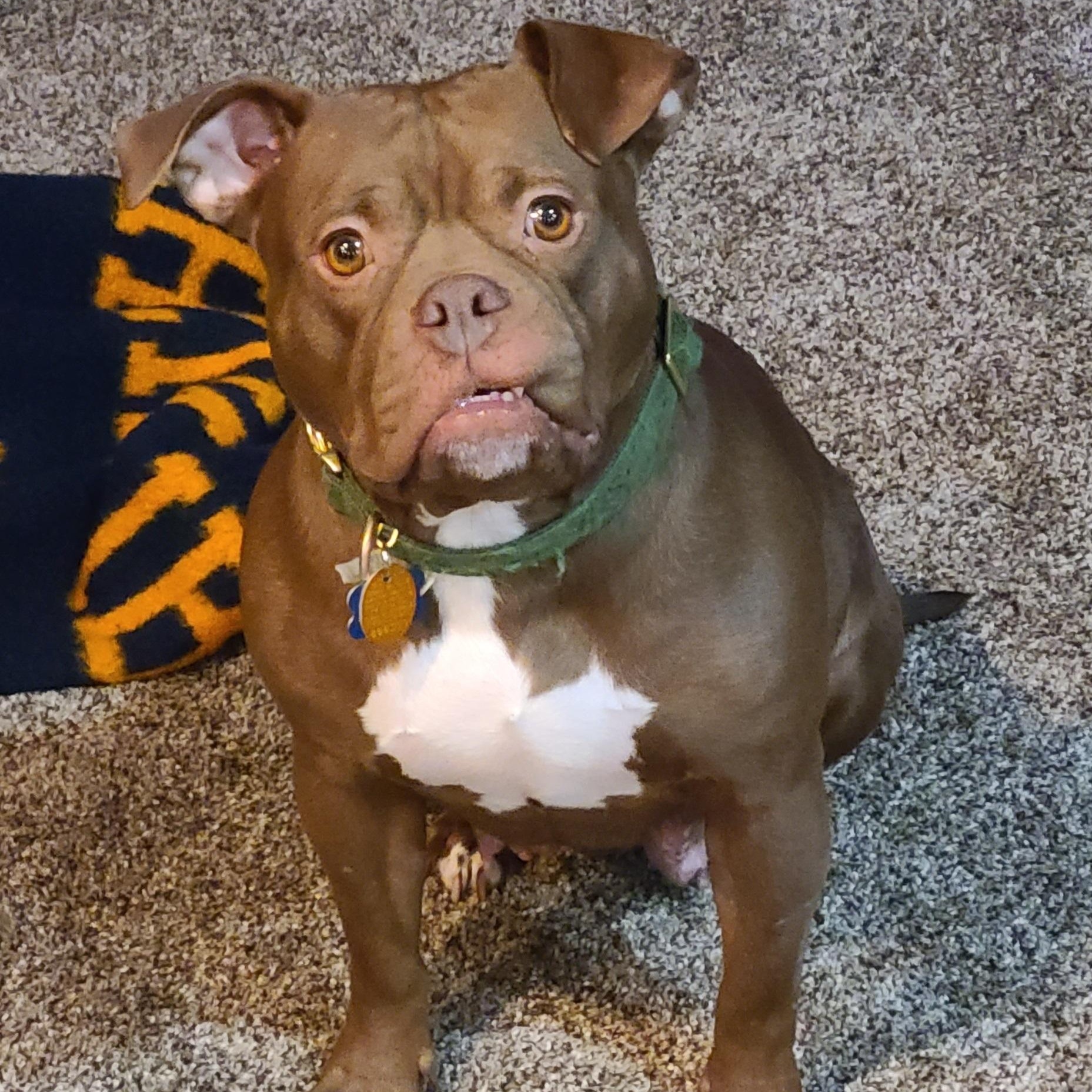 Enlarge Millie, a Adoptable mixed breed in Westchester, IL image 1/2