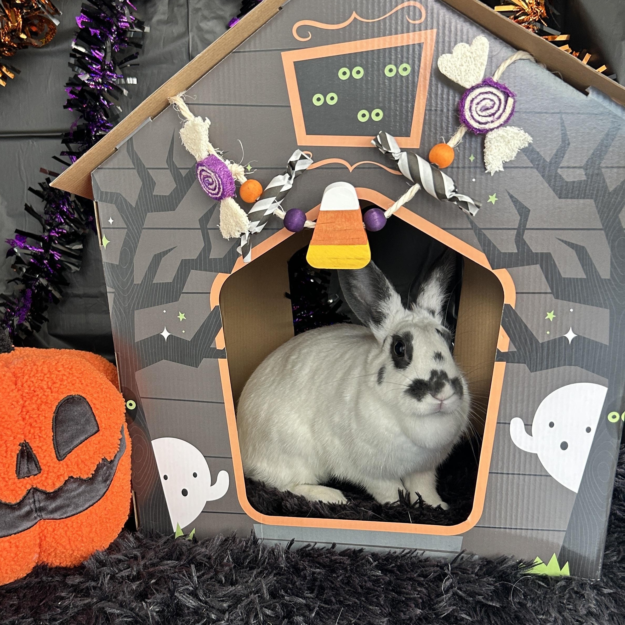 Enlarge Mochi, a Adoptable Bunny Rabbit in Long Beach, CA image 2/2