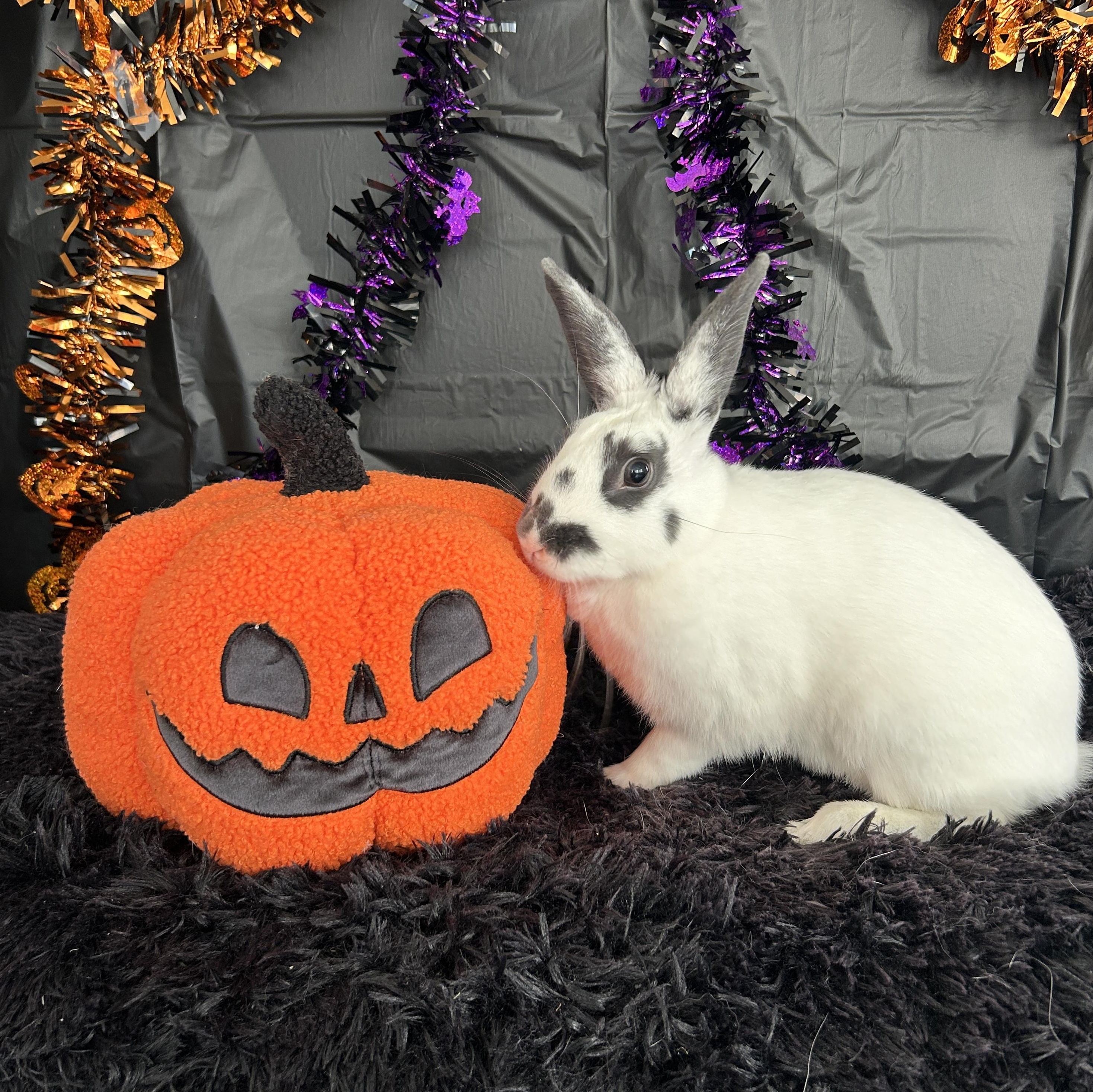 Enlarge Mochi, a Adoptable Bunny Rabbit in Long Beach, CA image 1/2