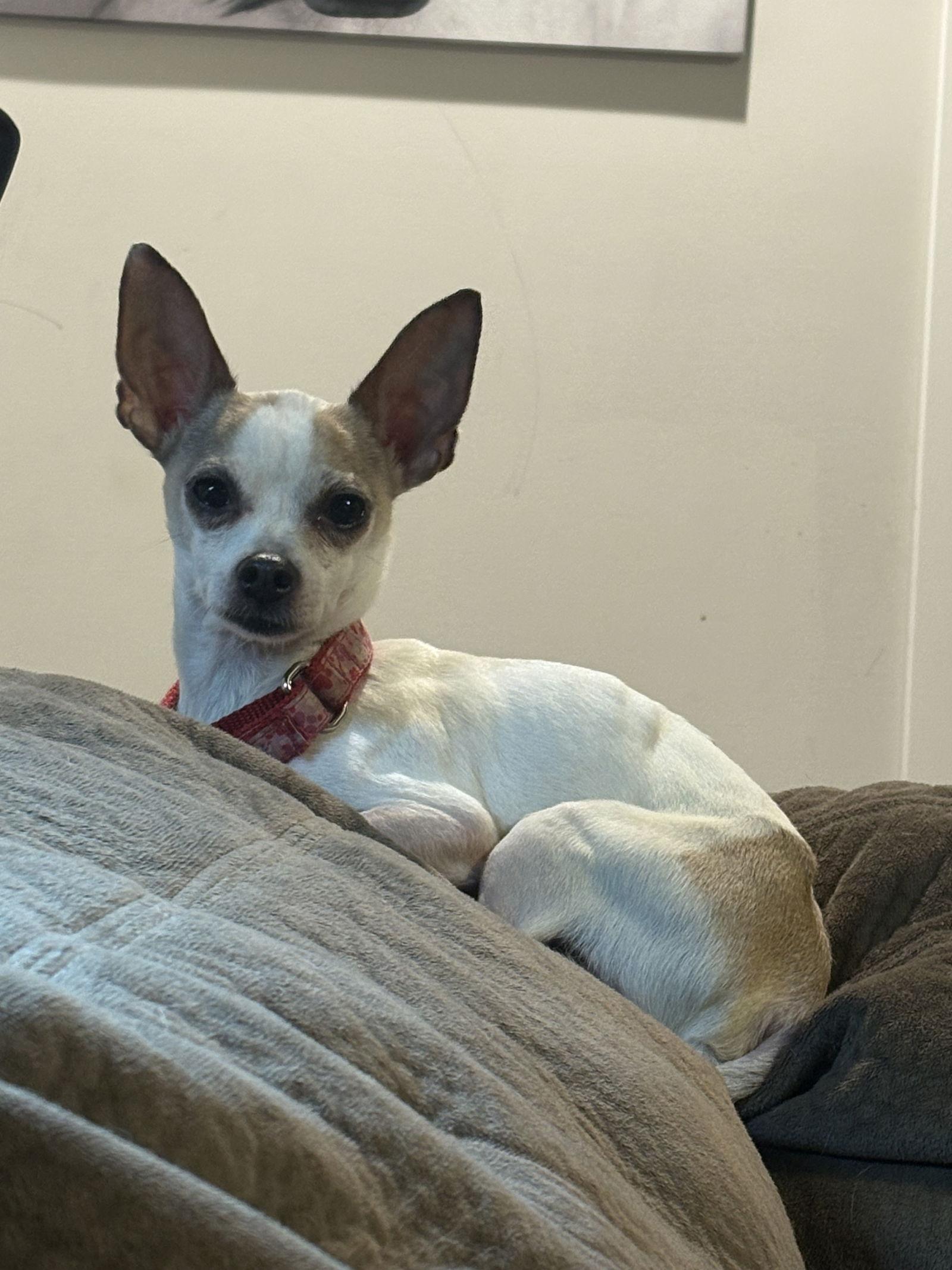 Henry, Adoptable, Young Male Chihuahua.