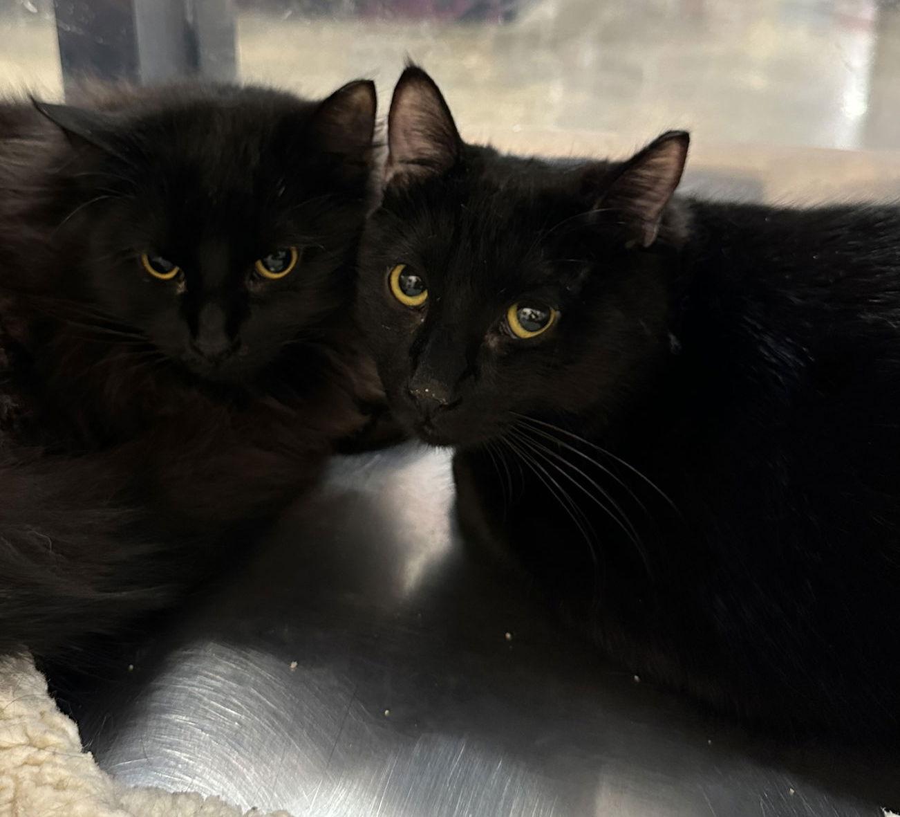 Enlarge Sunshine, a Adoptable Domestic Short Hair in Frisco, TX image 1/3