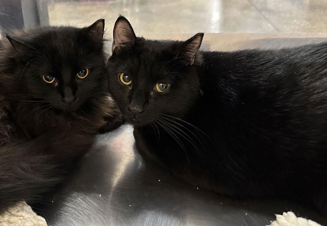 Enlarge Sunshine, a Adoptable Domestic Short Hair in Frisco, TX image 2/3