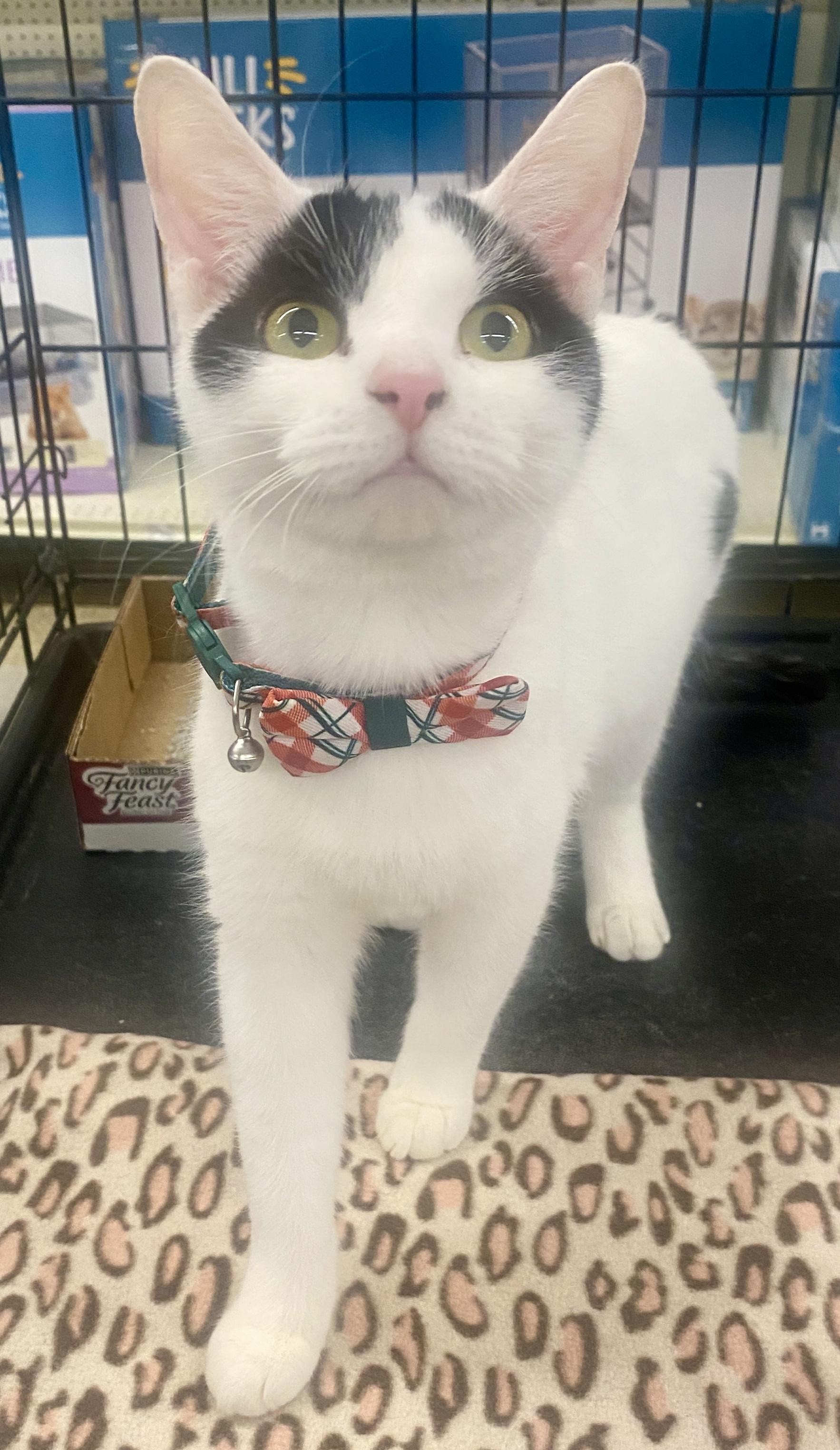 Enlarge Milo, a ADOPTABLE mixed breed in Red Bank, NJ image 4/4