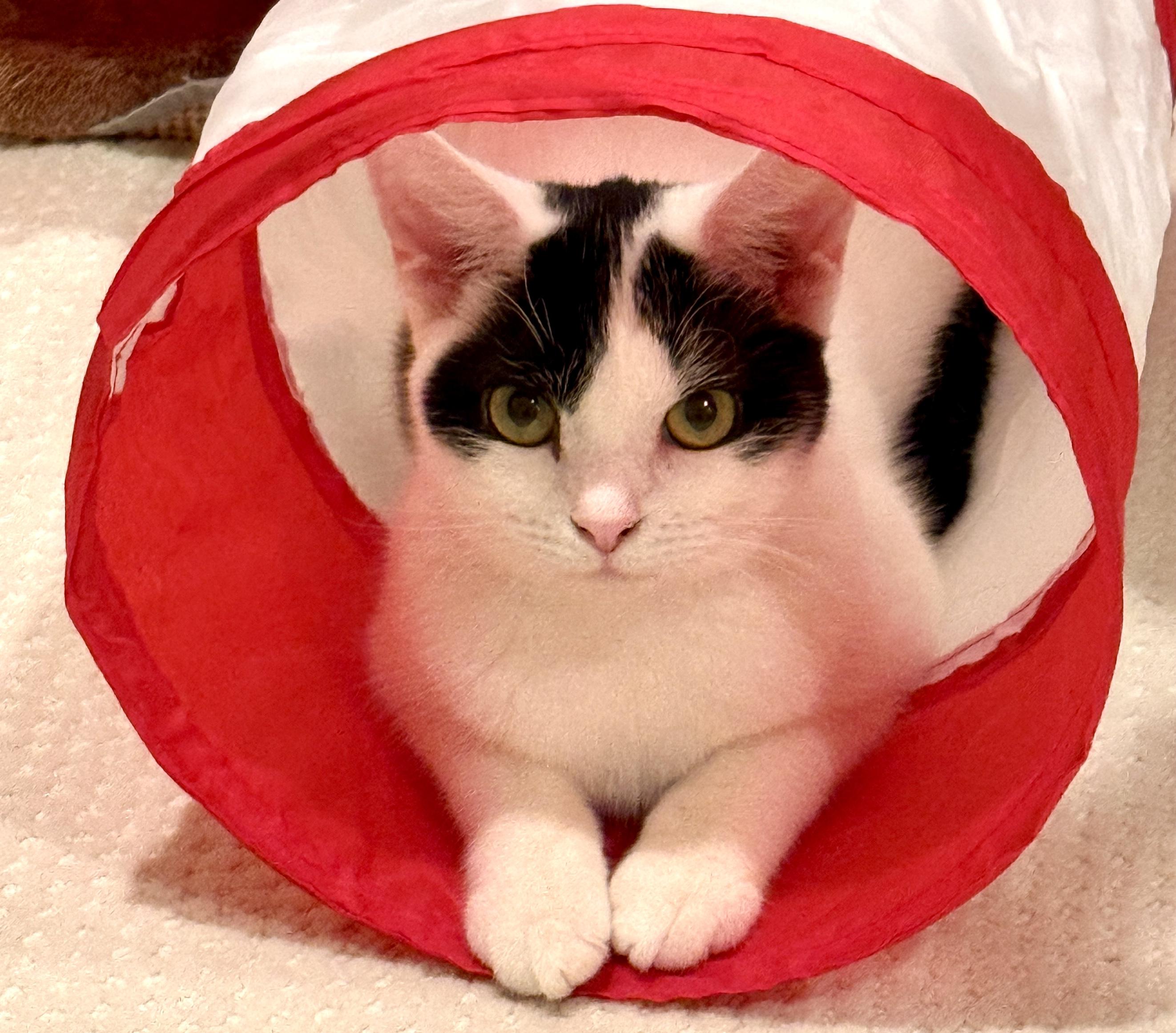 Enlarge Milo, a ADOPTABLE mixed breed in Red Bank, NJ image 2/4