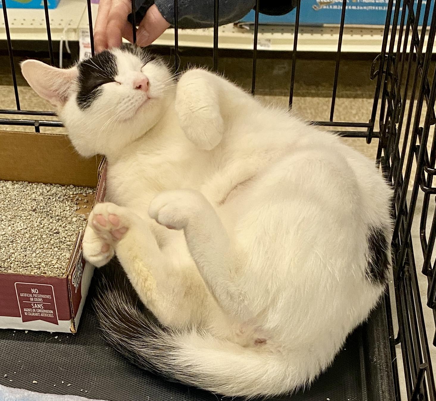 Enlarge Milo, a ADOPTABLE mixed breed in Red Bank, NJ image 3/4