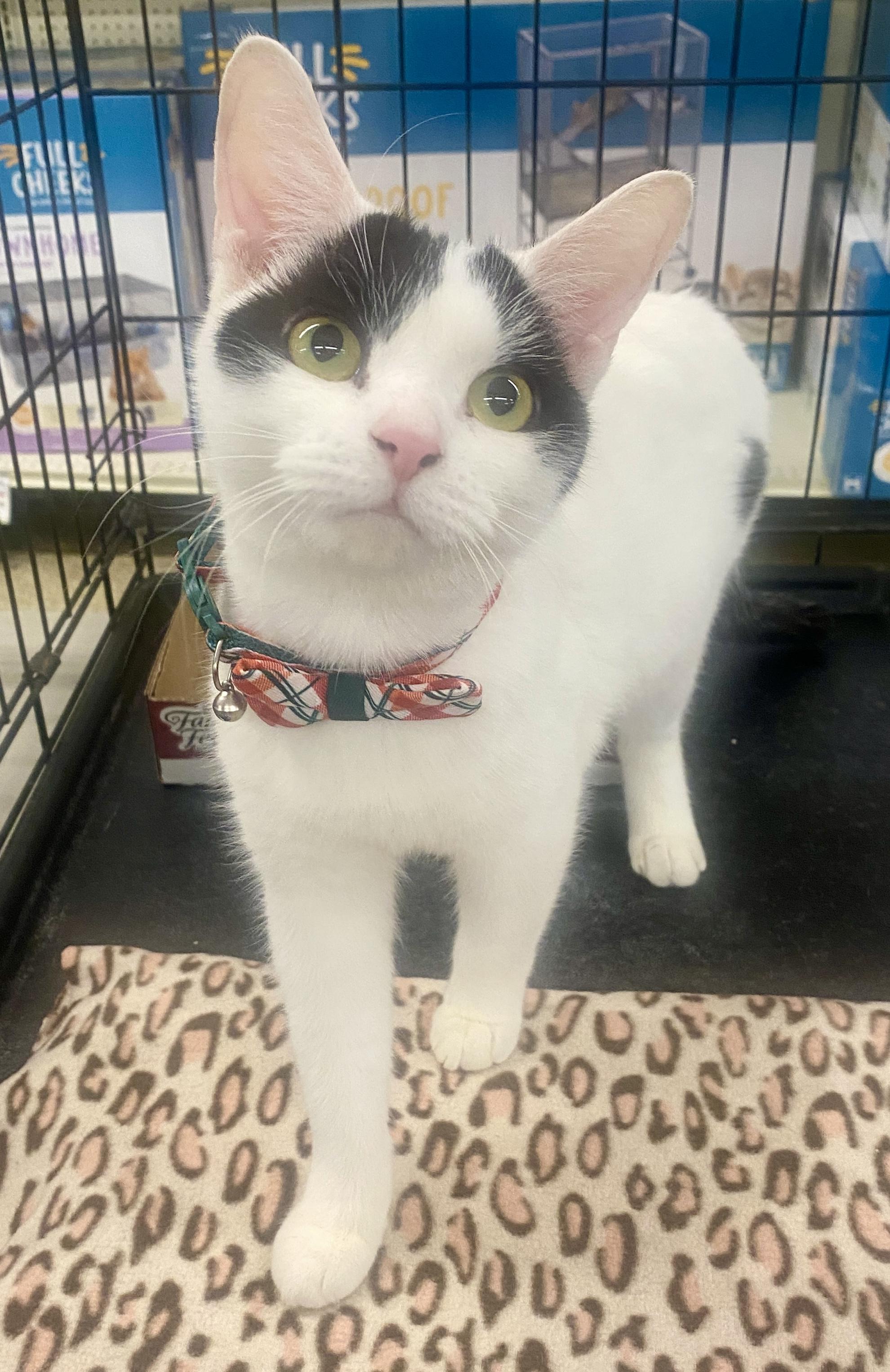 Enlarge Milo, a ADOPTABLE mixed breed in Red Bank, NJ image 1/4