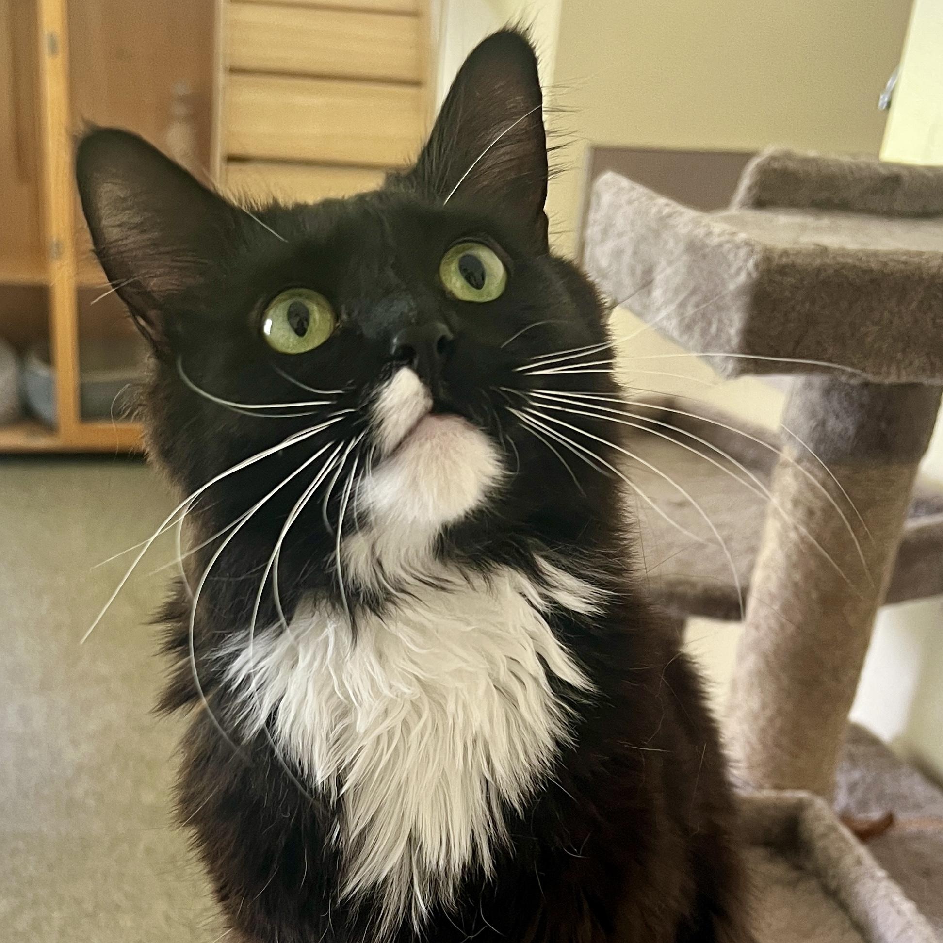 Dazzle, an adopted Domestic Long Hair in Sautee Nacoochee, GA image 2/5