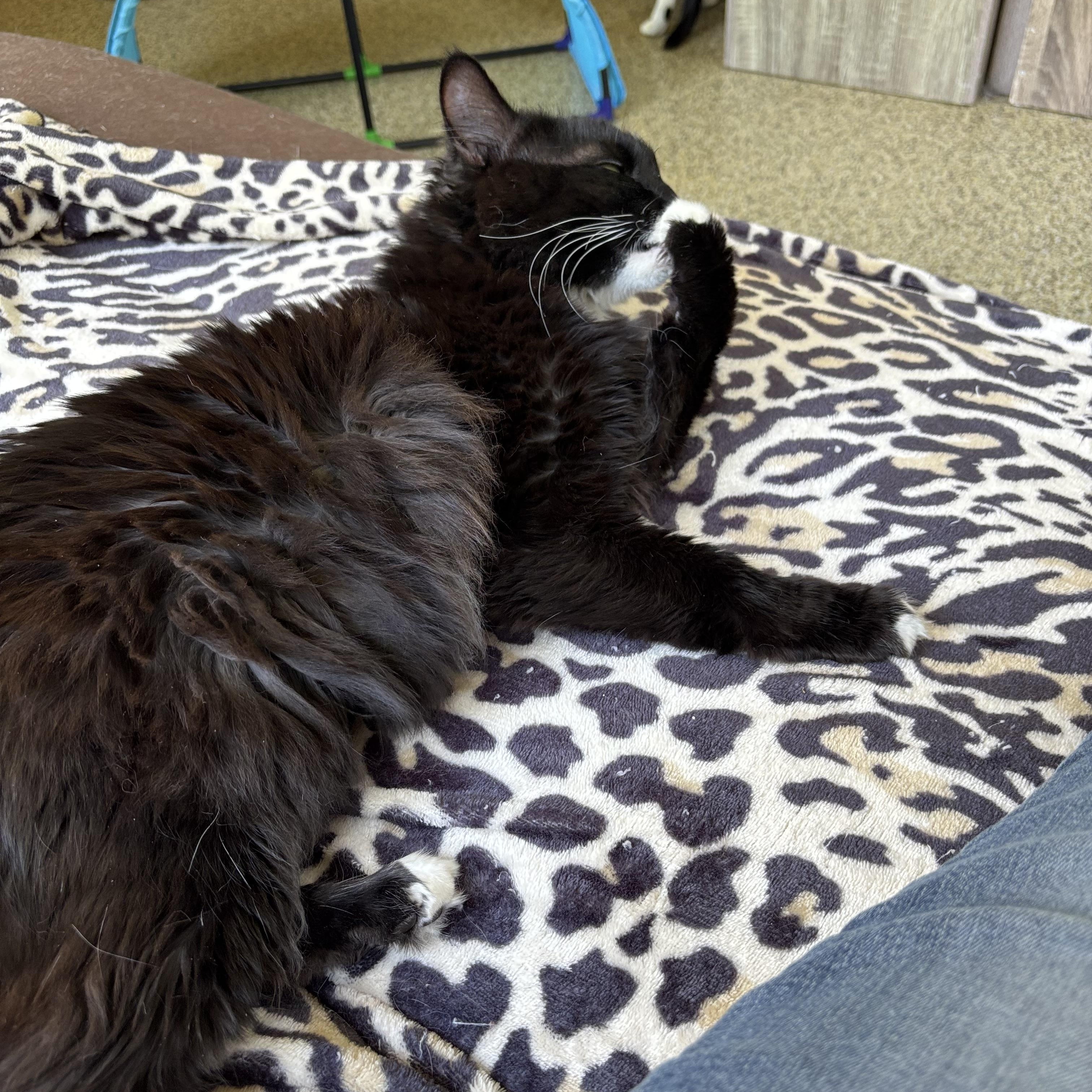 Dazzle, an adopted Domestic Long Hair in Sautee Nacoochee, GA image 3/5