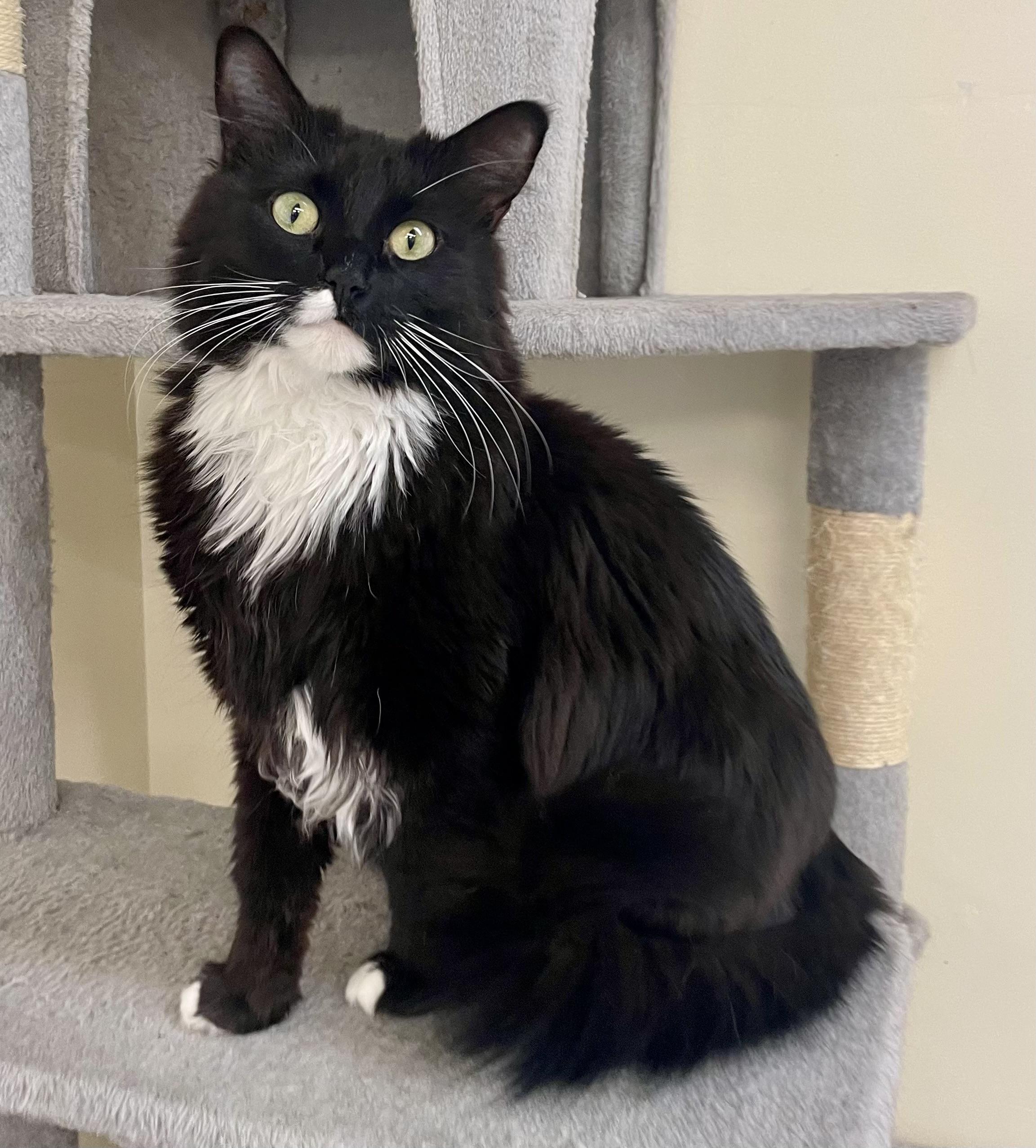 Dazzle, adopted, Adult Female Domestic Long Hair.
