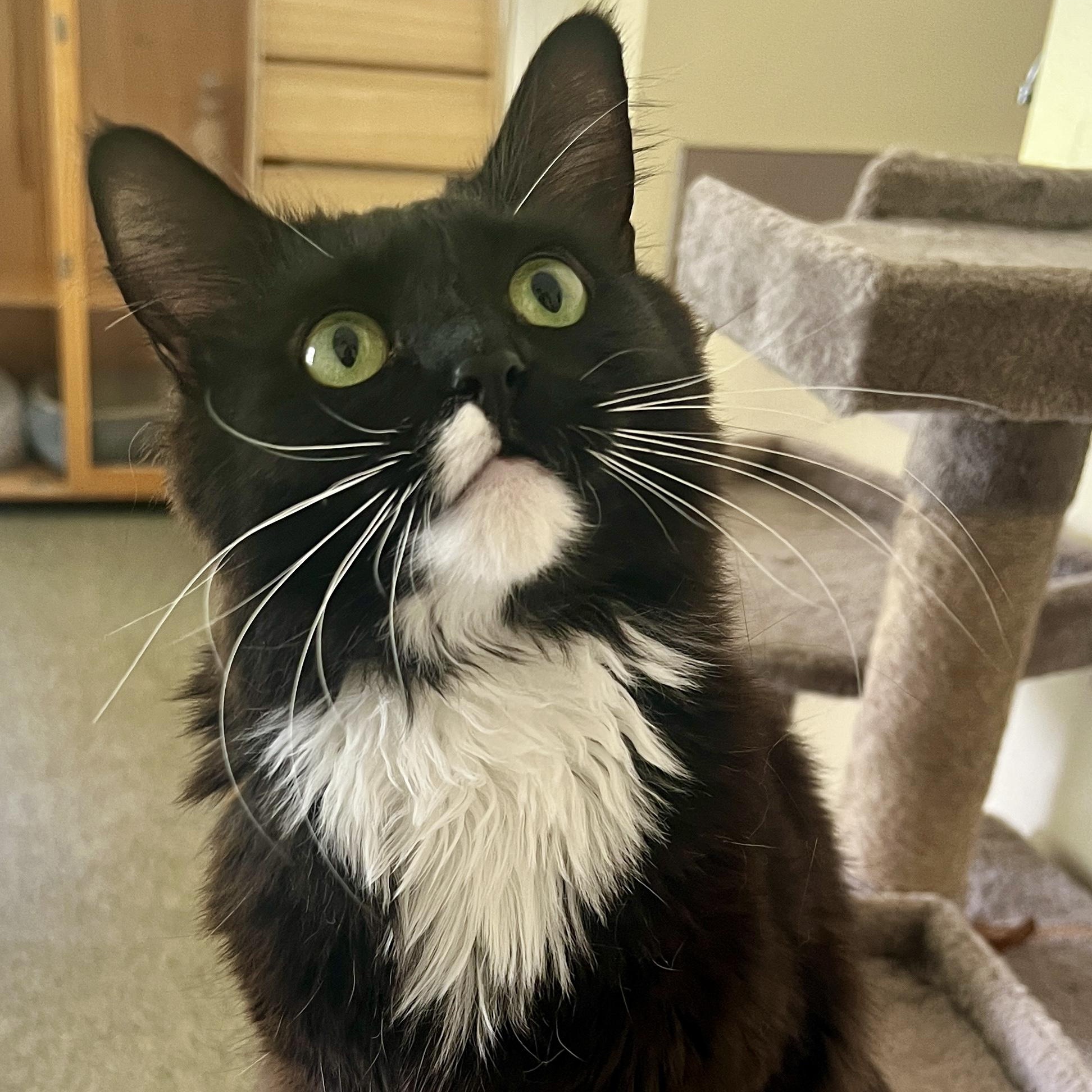 Dazzle, an adopted Domestic Long Hair in Sautee Nacoochee, GA image 5/5