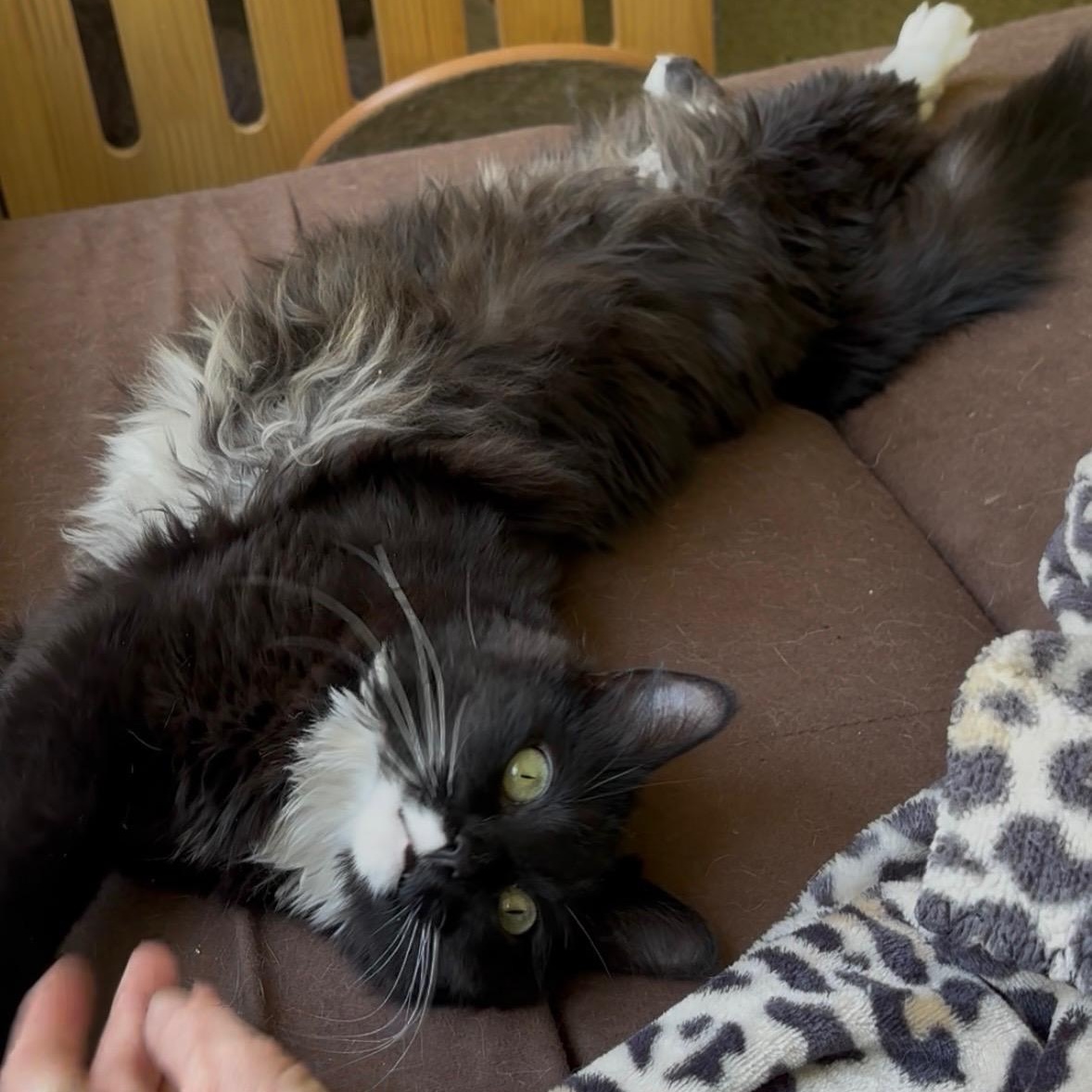 Dazzle, an adopted Domestic Long Hair in Sautee Nacoochee, GA image 4/5