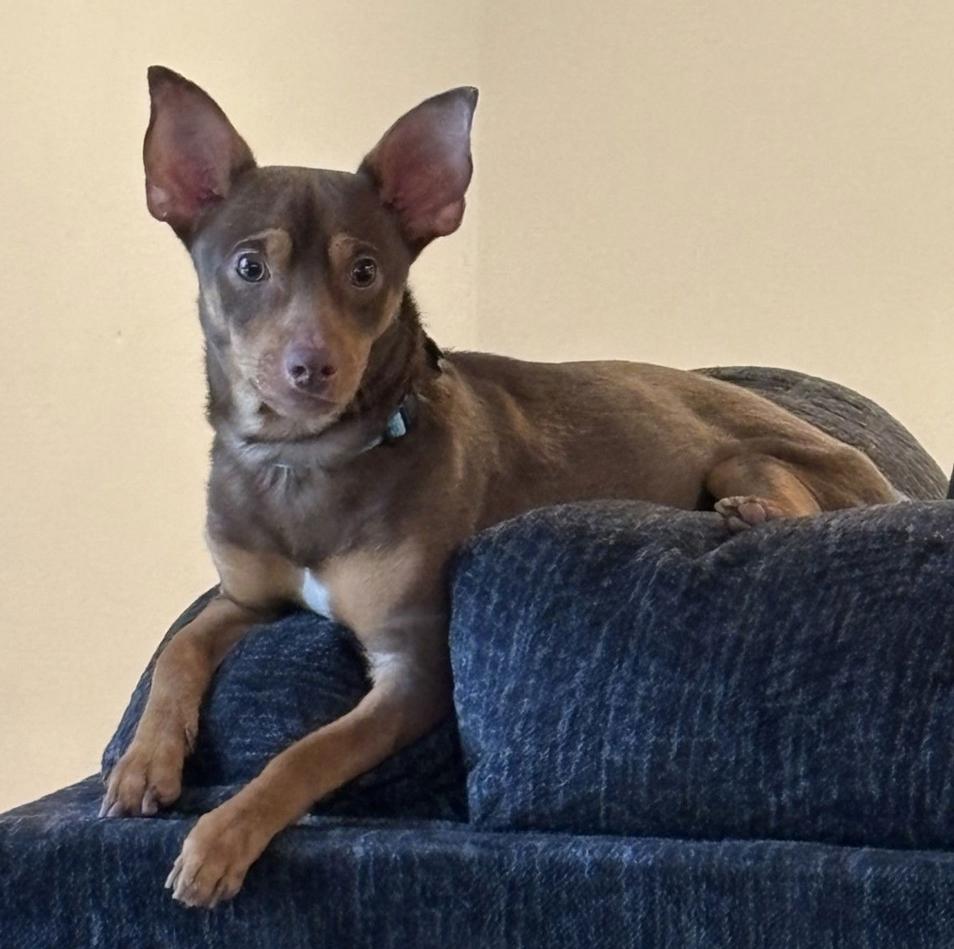 Palmer, Adoptable, Adult Male Miniature Pinscher & Chihuahua.