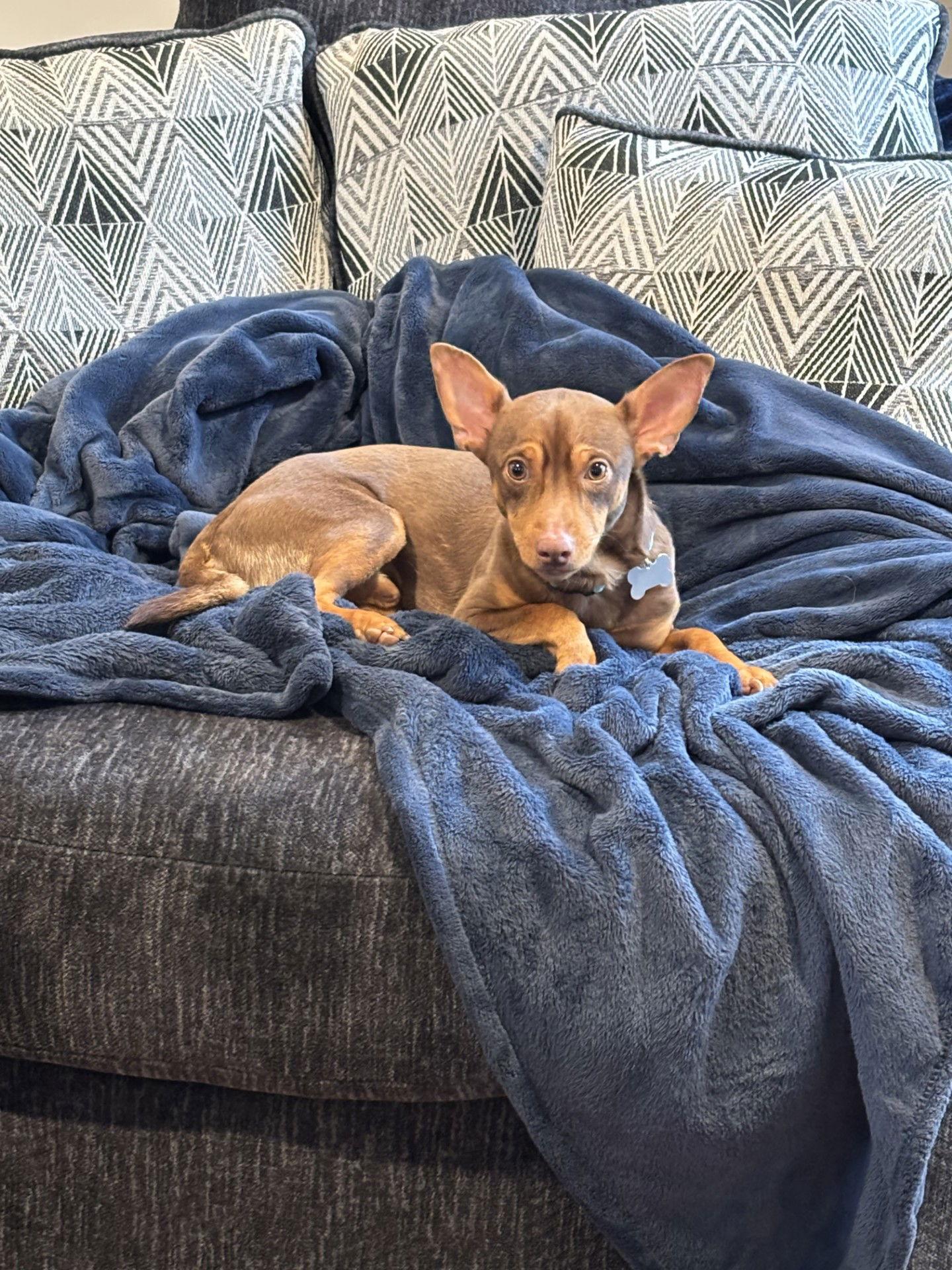 Enlarge Palmer, a Adoptable mixed breed in Bothell, WA image 2/3