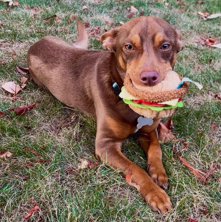 Enlarge Palmer, a Adoptable mixed breed in Bothell, WA image 3/3