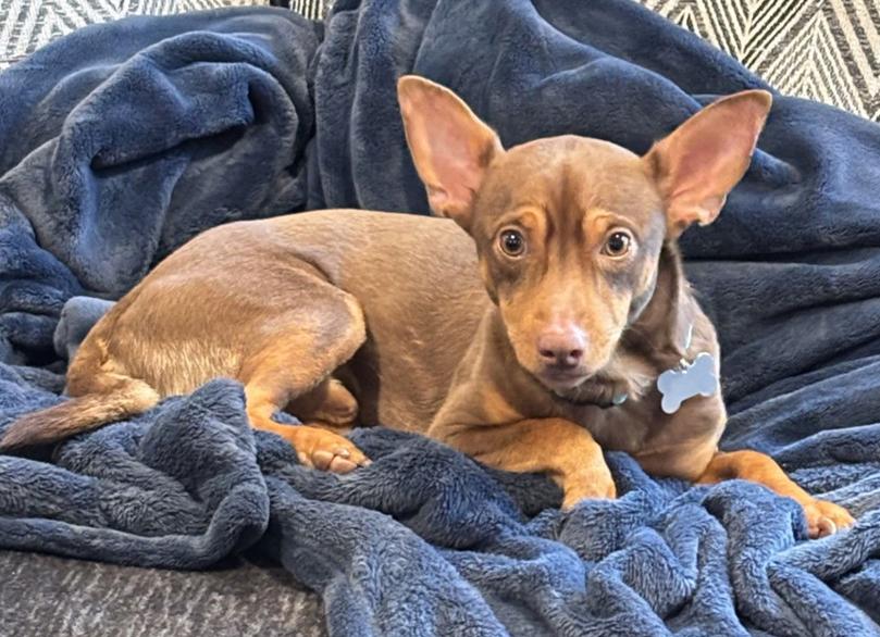 Enlarge Palmer, a Adoptable mixed breed in Bothell, WA image 3/3