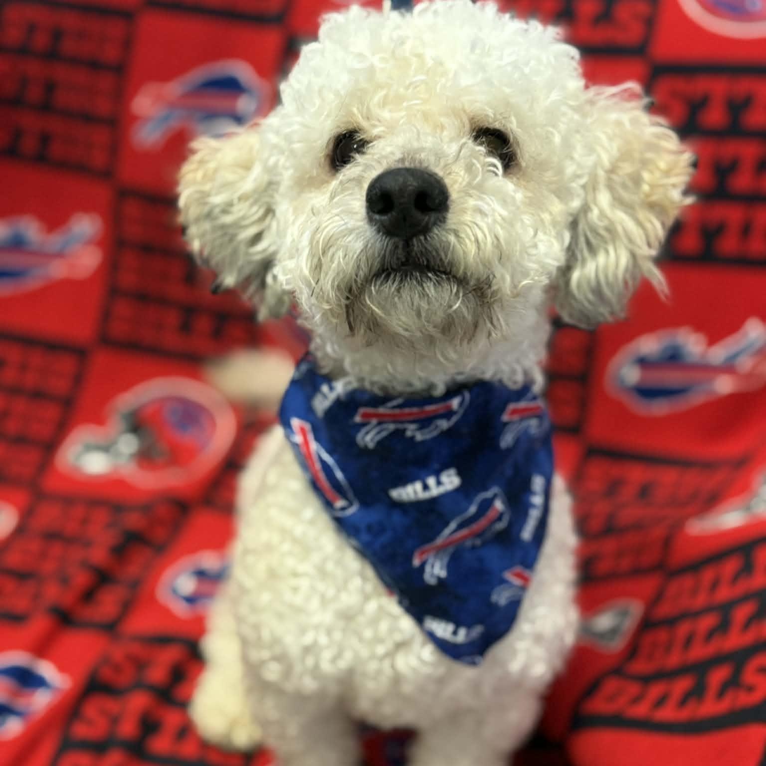 Wilson, an adopted Poodle in Buffalo, NY image 1/3