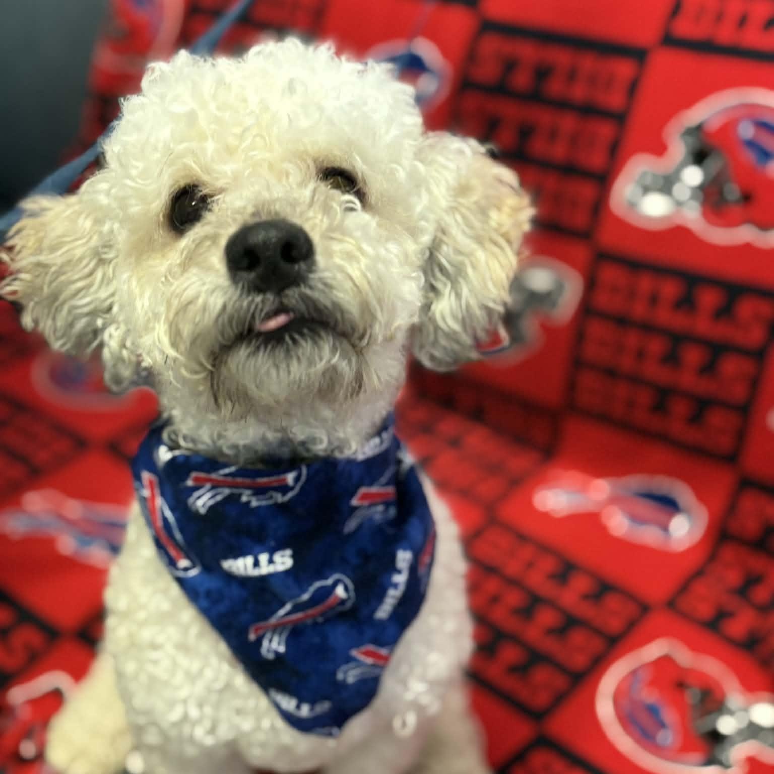 Wilson, an adopted Poodle in Buffalo, NY image 2/3