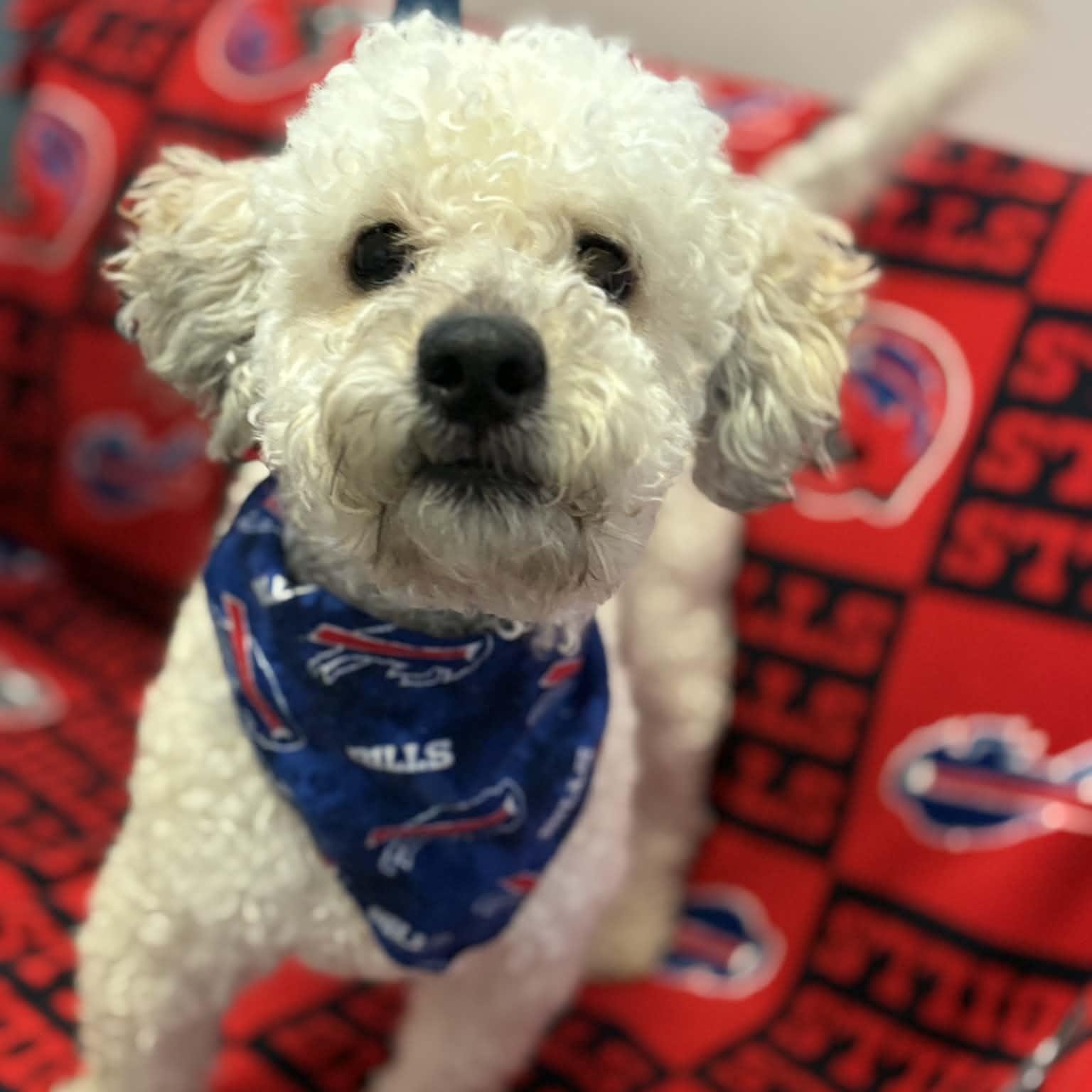 Wilson, an adopted Poodle in Buffalo, NY image 3/3