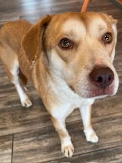 Ma Cherie Yrly 76, Adoptable, Adult Female Pit Bull Terrier.