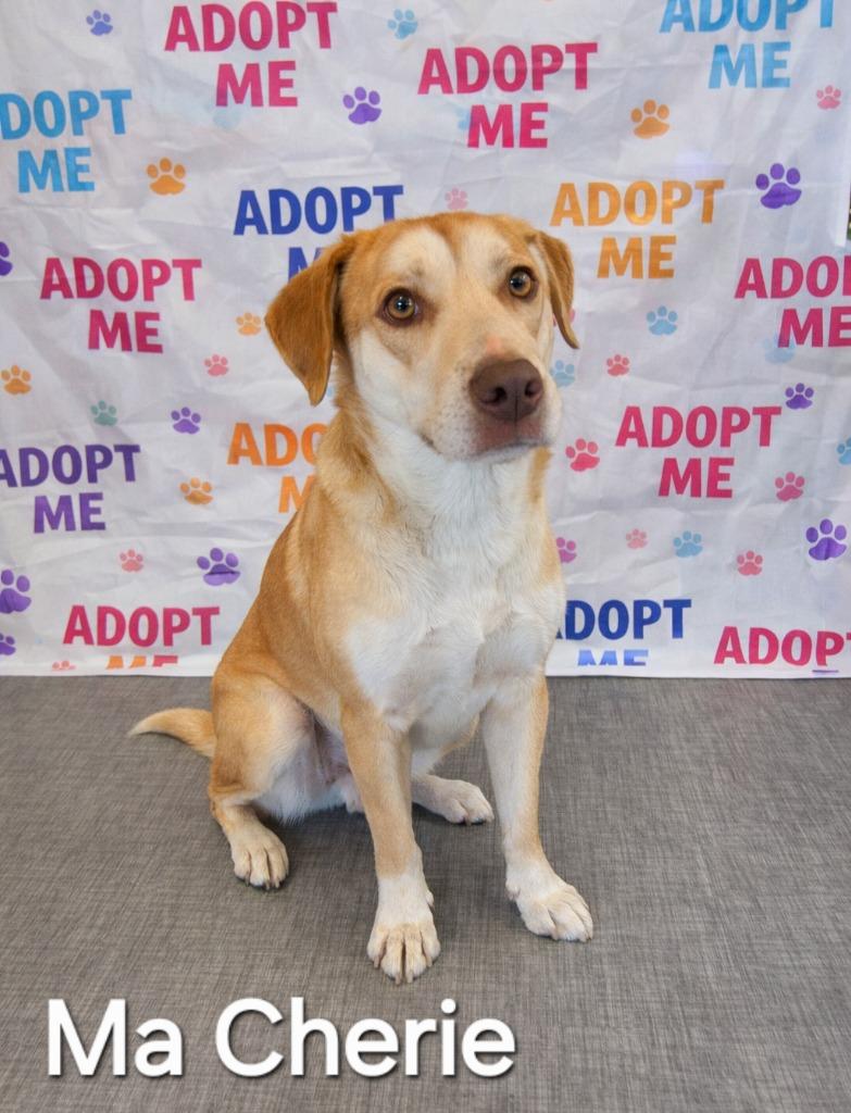 Enlarge Ma Cherie Yrly 76, a Adoptable mixed breed in Sidney, OH image 2/2