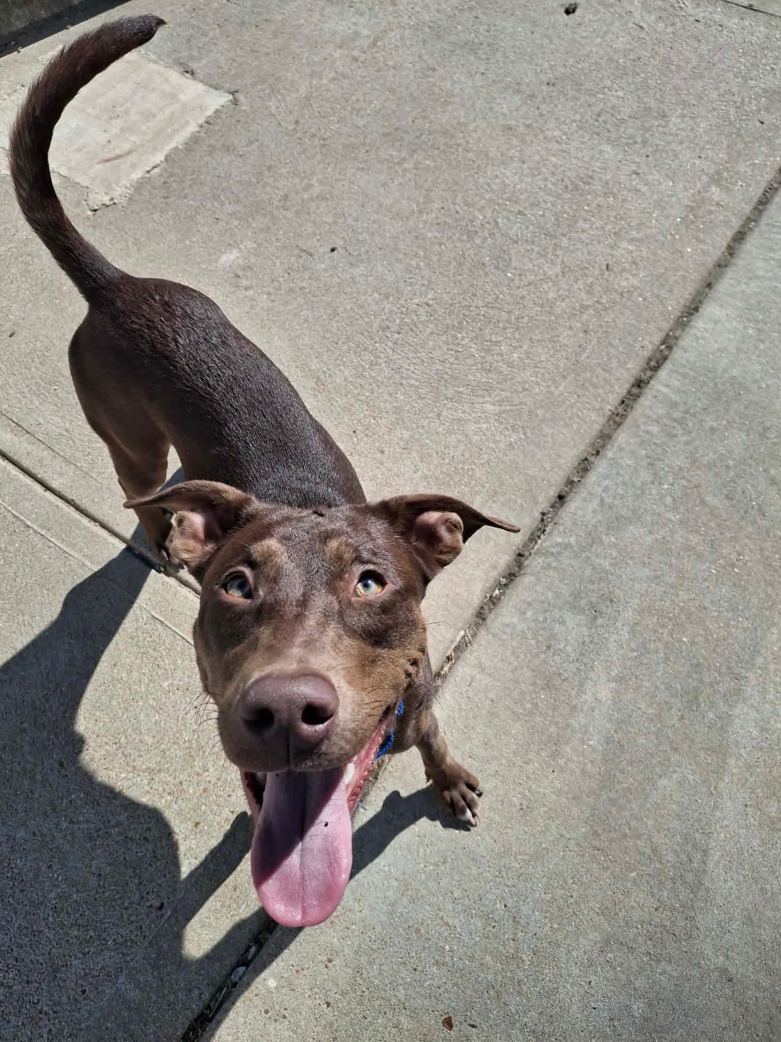 Travers, Adopted, Puppy Male Labrador Retriever.