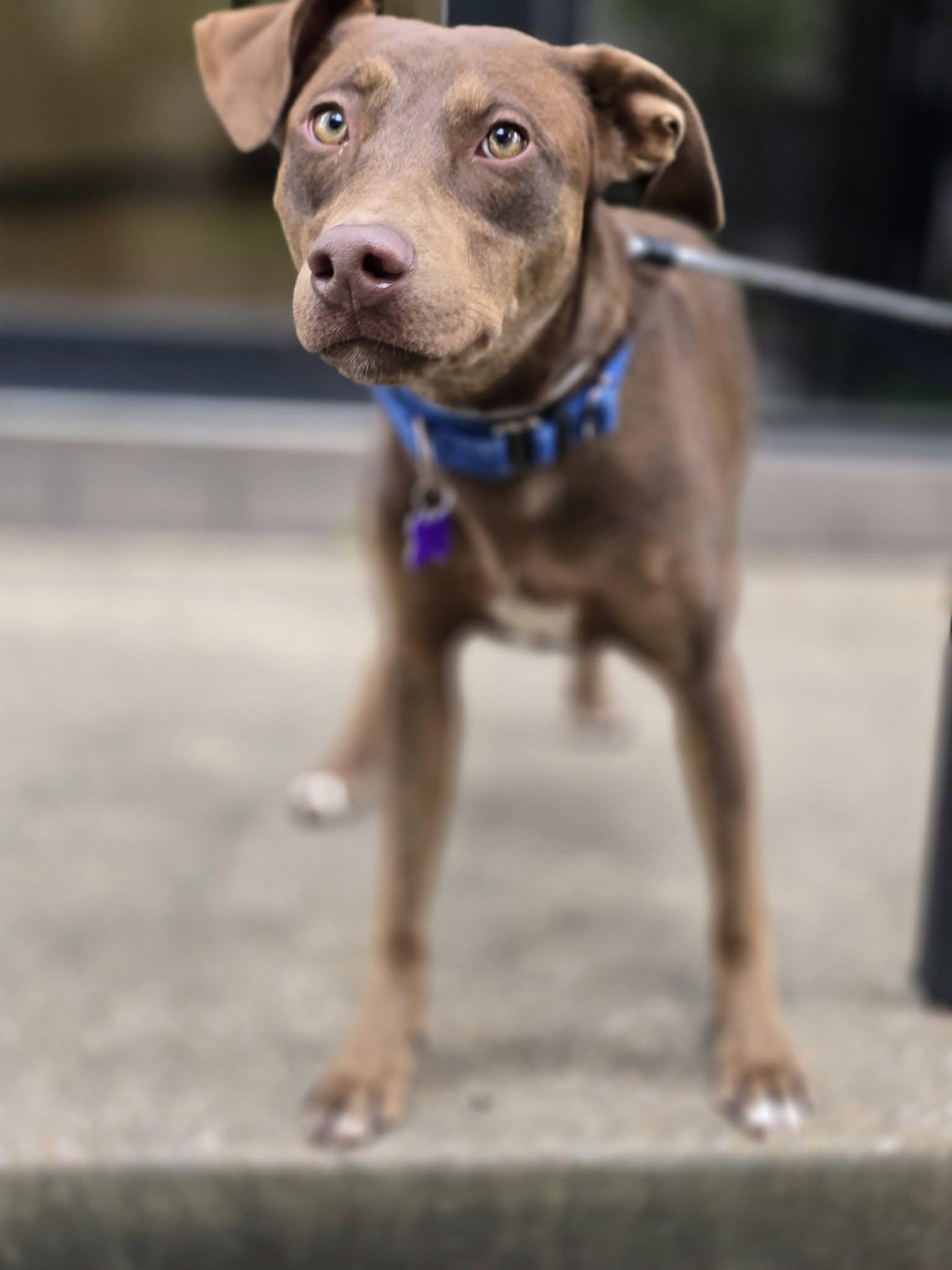 Enlarge Travers, a Adopted Labrador Retriever in St. Louis, MO image 3/3