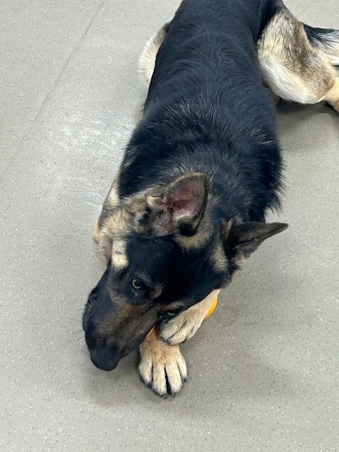 Enlarge Oso, a Adopted German Shepherd Dog in Cupertino, CA image 1/3