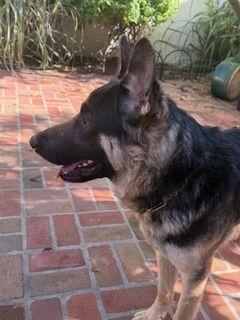 Enlarge Oso, a Adopted German Shepherd Dog in Cupertino, CA image 2/3