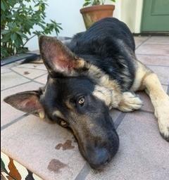 Enlarge Oso, a Adopted German Shepherd Dog in Cupertino, CA image 3/3
