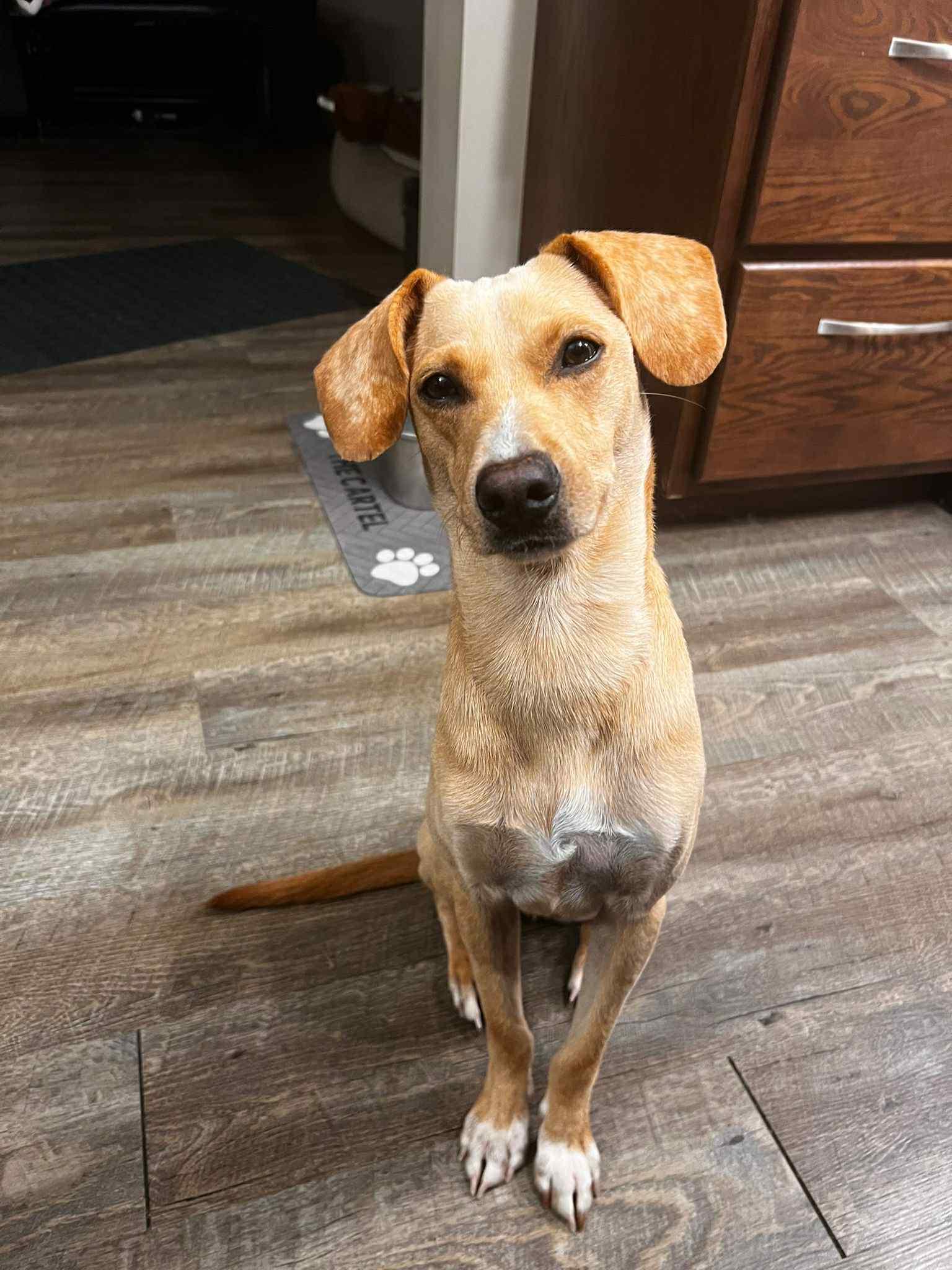 Enlarge Chester, a ADOPTABLE mixed breed in Edmonton, AB image 4/6