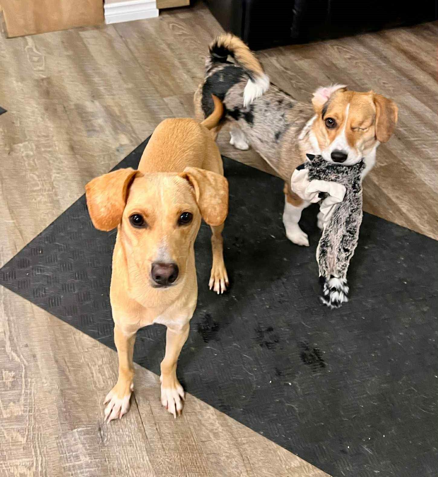 Enlarge Chester, a ADOPTABLE mixed breed in Edmonton, AB image 5/6