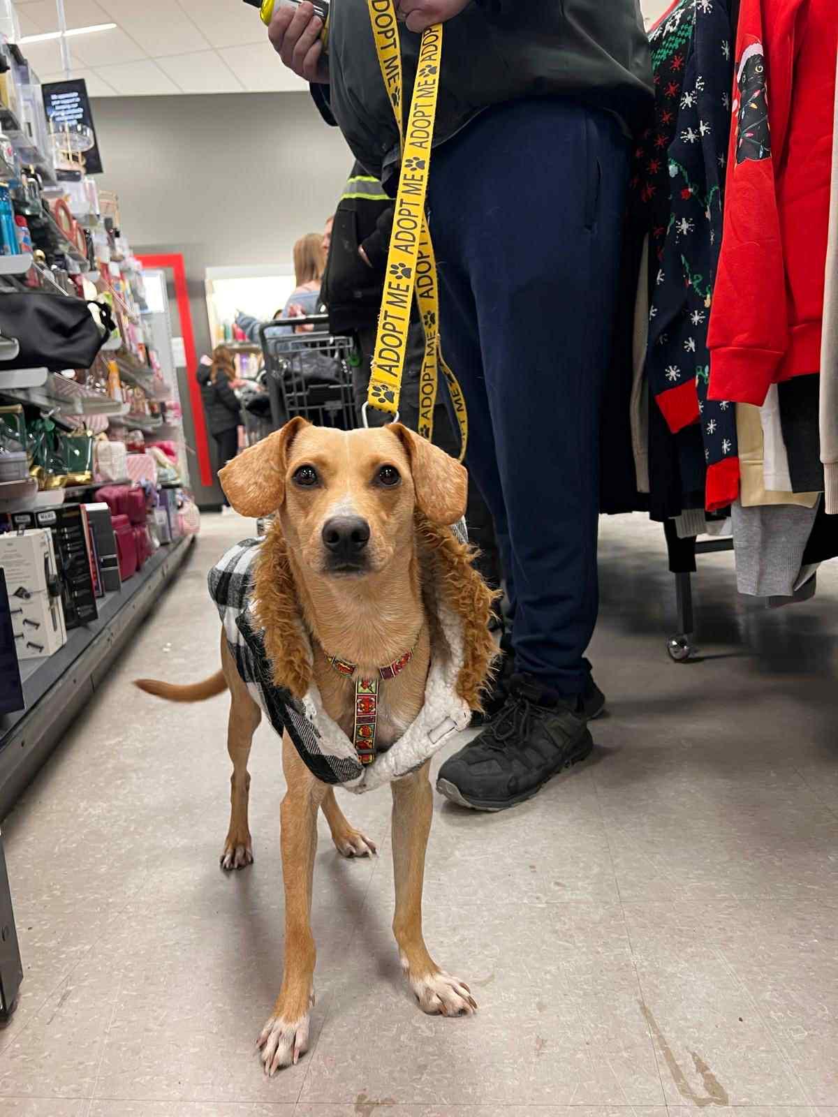 Enlarge Chester, a ADOPTABLE mixed breed in Edmonton, AB image 3/6