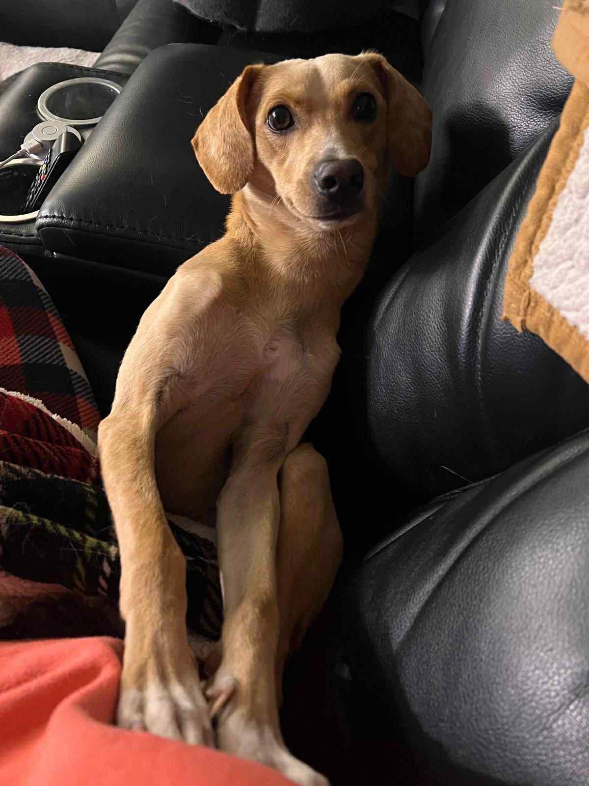 Chester, ADOPTABLE, Adult Male Whippet.