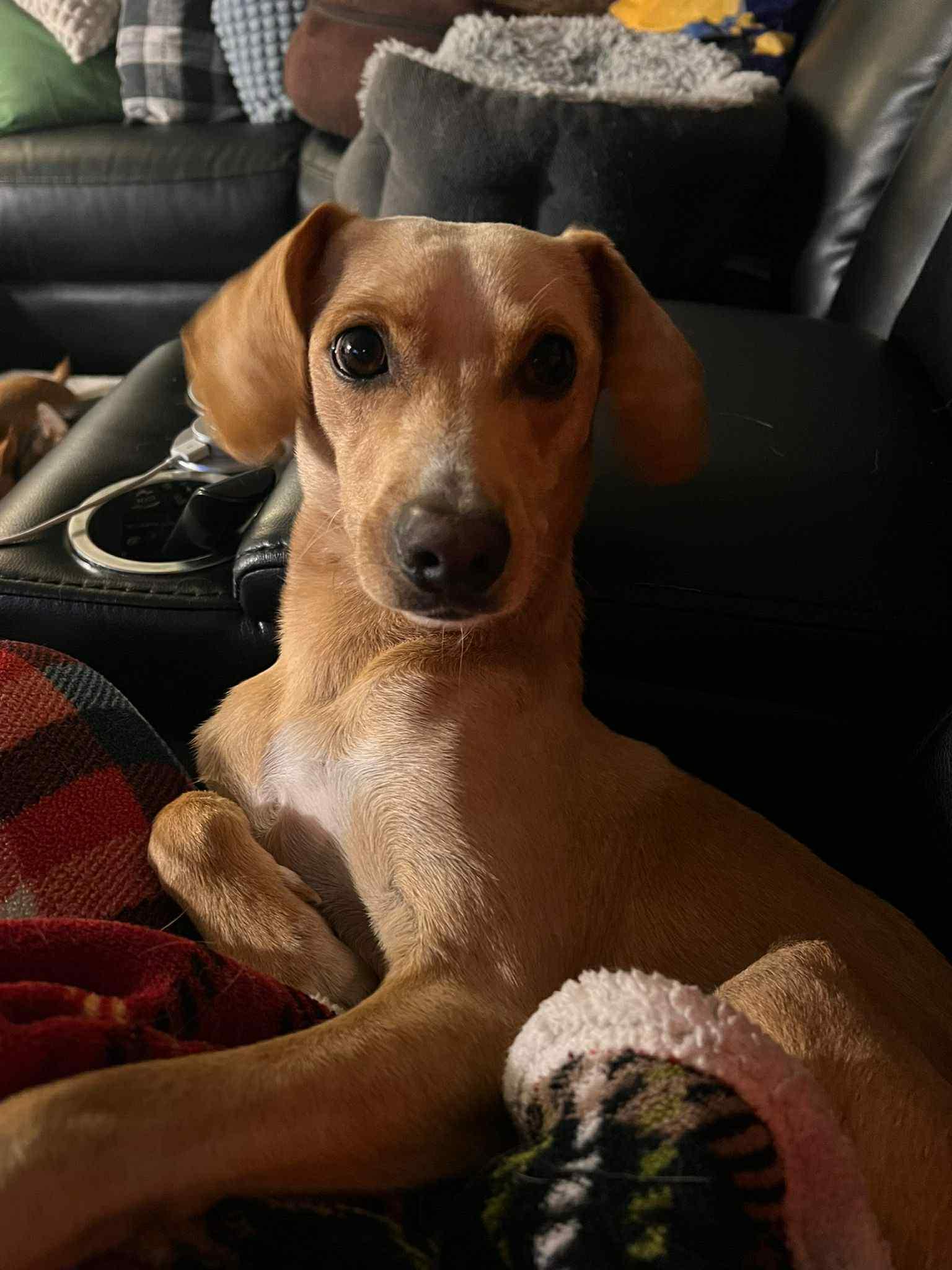 Enlarge Chester, a ADOPTABLE mixed breed in Edmonton, AB image 2/6